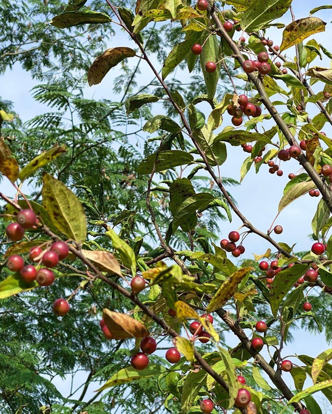 生活の木 メディカルハーブガーデン薬香草園【公式】さんのインスタグラム写真 - (生活の木 メディカルハーブガーデン薬香草園【公式】Instagram)「【10月のガーデン便り】ずいぶんと気温も下がり﻿ つかの間の秋となりそうですね。 ﻿ 椿の実ははぜて 花梨（カリン）がたわわに実り 酸実（ズミ）が真っ赤に色づき 橙（ダイダイ）は青々として枝をしならせています。  🍁樫の木（ピンオーク）の紅葉・落葉🍂が始まりました。﻿ ガーデンもそろそろ冬支度の始まりです☃️﻿ ﻿ ﻿ 【お庭の無料相談会開催】﻿ ハーブを育てたいけど何から始めたらいいか﻿ わからない！？そんな時はガーデナーに﻿ お庭づくりのご相談をしてみませんか？﻿ ﻿ 【開催日】﻿ 10月28日（水）・11月1日（日）・4日（水）﻿ 【時間】﻿ 10:30〜／14:00〜﻿ 【参加費】﻿ 無料・完全予約制・各回1組限定﻿ ご予約は﻿ お電話042-972-1787もしくは﻿ メディカルハーブハウス店頭で承ります！﻿ ﻿ ﻿ #生活の木 #薬香草園﻿ #メディカルハーブ﻿ #メディカルハーブガーデン﻿ #ハーブハウス﻿ #メディカルハーブハウス﻿ #ハーブ #ハーブ🌿 #ハーブガーデン﻿ #埼玉 #飯能 ﻿ #ツバキ #ツバキの実 #椿の実 ﻿ #ツバキの種 #リース飾り﻿ #カリン #花梨 #のど飴﻿ #ダイダイ #橙 #ネロリ﻿ #ピンオーク #紅葉 #落葉﻿ #実りの秋﻿ #ハーブのある暮らし﻿ #植物のある暮らし﻿ #ウェルネス #ウェルビーイング」10月21日 17時03分 - treeoflife_garden