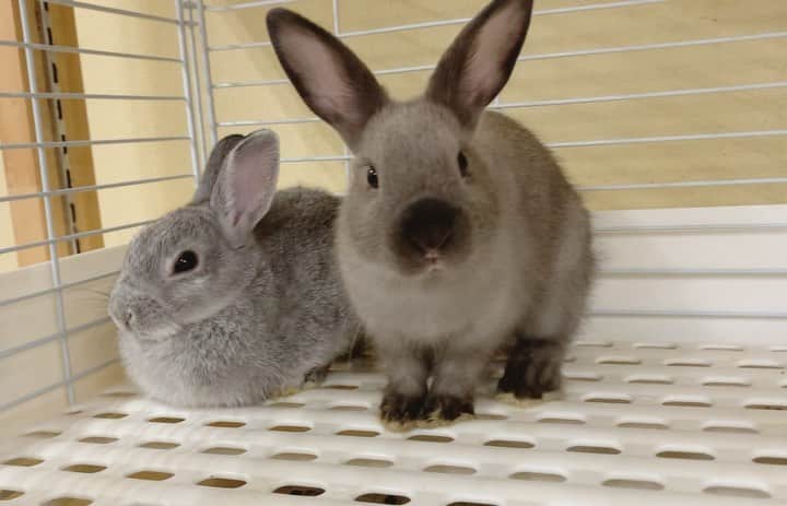 のインスタグラム：「ECOZOOに新しい子が仲間入り❣️  #ネザーランドドワーフ の ホップ(左)🐰とひまわり(右)🌻  ひまわりがホップのそばに ピッタリくっついているのが可愛いですね💕 ホップも満更でもなさそう✨  これから2匹の成長の様子も お届けしていきます🍀 お楽しみに！  #福岡eco #福岡eco動物海洋専門学校  #うさぎ #うさぎのいる暮らし  #動物園 #飼育員 #zoo #zookeeper #ペット  #もふもふ　#うさぎのウインク」