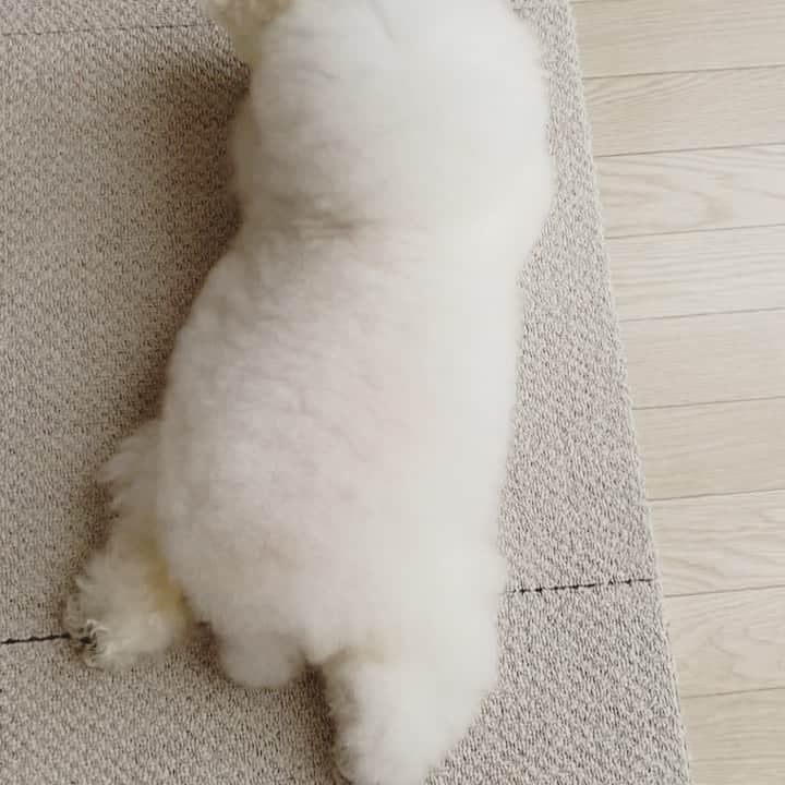 ゆうのインスタグラム：「. . 特に意味はない動画🐶 . . . .」
