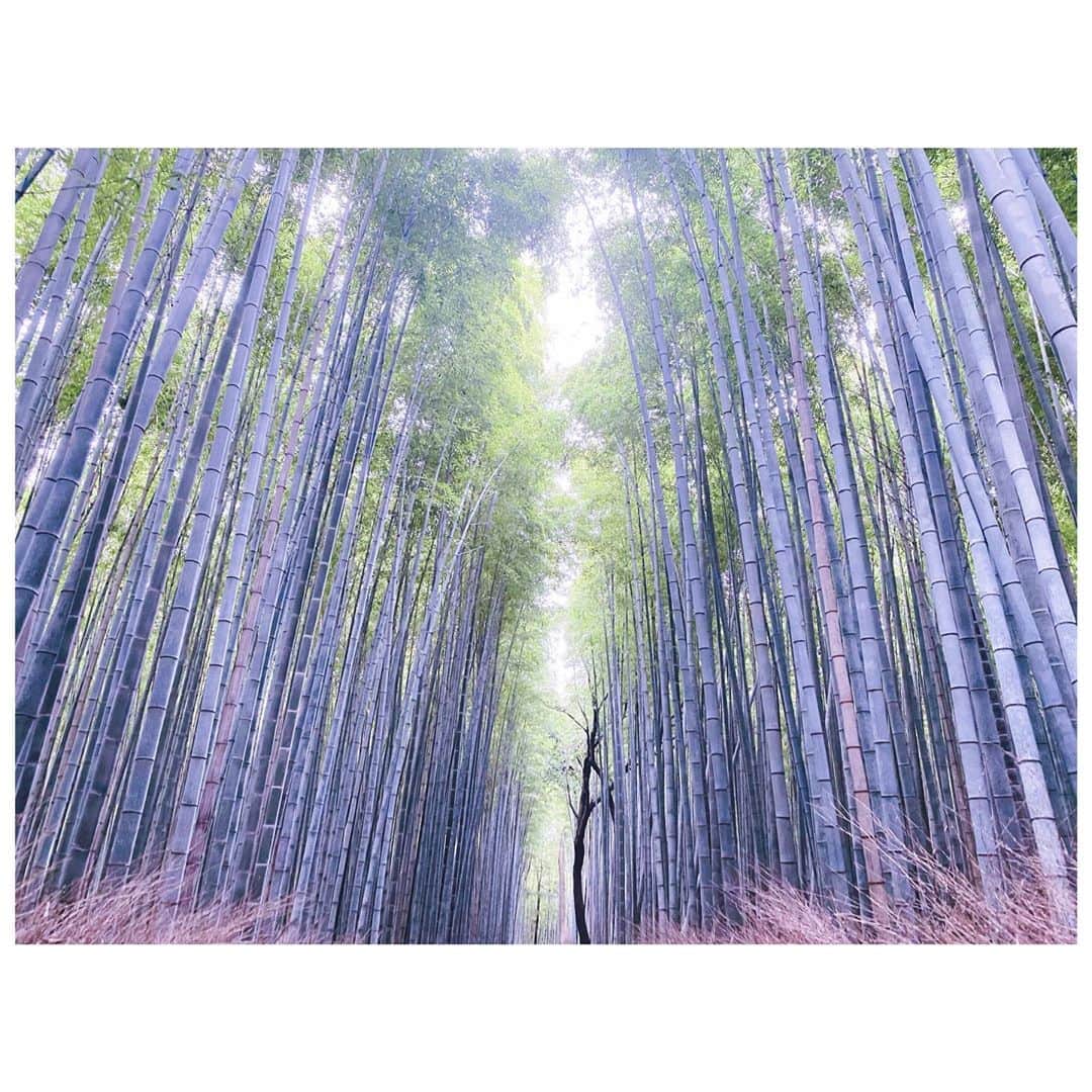 大塚愛さんのインスタグラム写真 - (大塚愛Instagram)「京都、嵐山  竹林、圧巻。  AIO　#kyoto #京都 #竹林 #嵐山」10月21日 17時46分 - aiotsuka_official