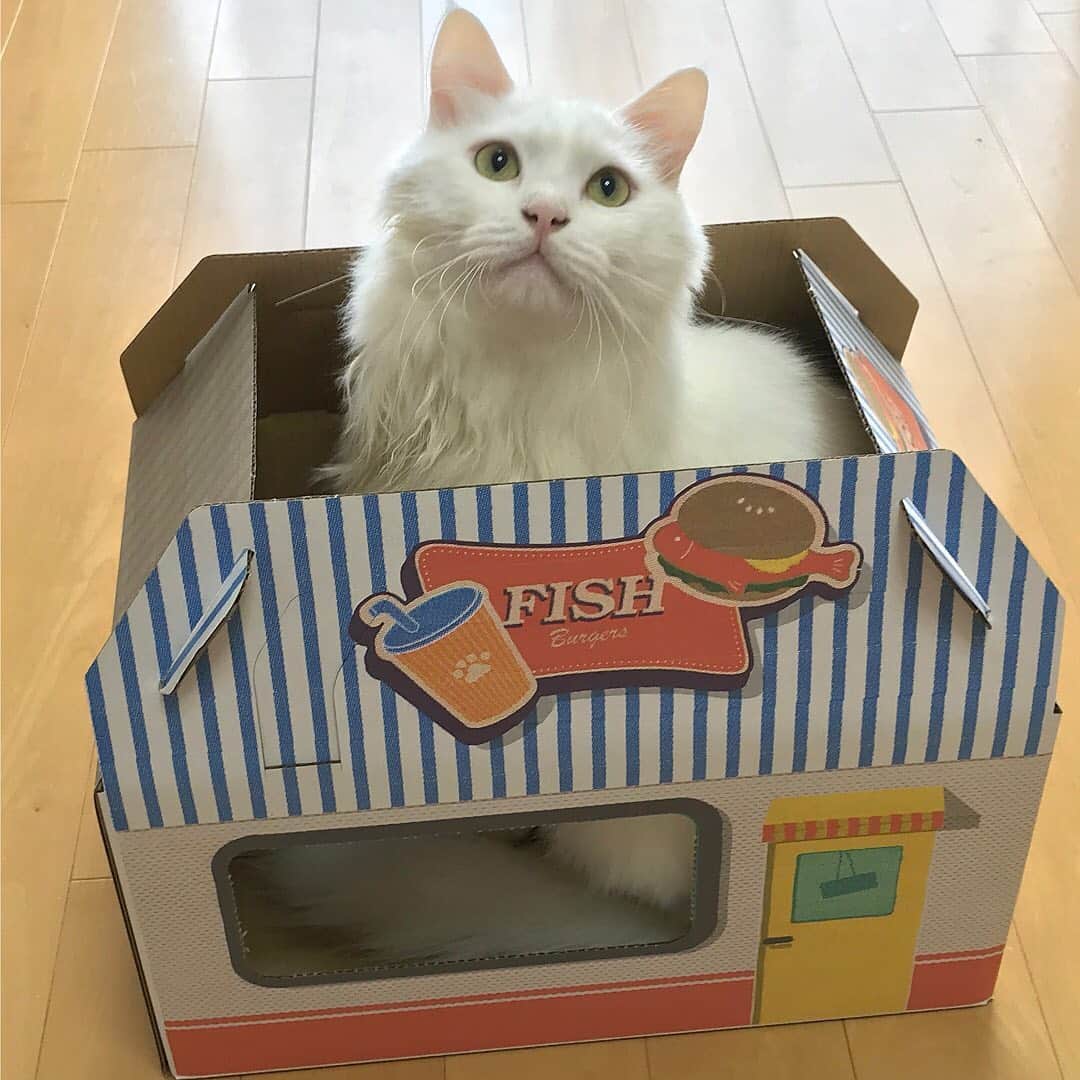 LOHACO（ロハコ）さんのインスタグラム写真 - (LOHACO（ロハコ）Instagram)「＼【LOHACO限定】かわいい猫箱が登場！／  お店をモチーフにした両面デザインで2倍楽しめる♪  猫ちゃんが箱の中に入れば、タイ焼き屋さんとハンバーガー屋さんになれちゃう！？  この猫箱はユニ・チャームの猫用デオトイレ本体セットと、詰め替えて使えるリフィール、砂シートおしっこチェックキットが付いた猫ちゃんの健康を考えるセットです。  ぜひ一度チェックしてみてください。  ＿＿＿＿＿＿＿＿＿＿＿＿＿＿  ▼Instagramで紹介した写真の詳細は プロフィール @lohaco.jp から♪  ▼商品のURLはこちら https://685.jp/37rG2Zi ＿＿＿＿＿＿＿＿＿＿＿＿＿＿＿   #LOHACO限定 #ロハコ限定 #ユニチャーム #猫トイレ #猫用トイレ #デオトイレ #猫用品 #猫用 #猫 #ねこ #猫のいる暮らし #猫との暮らし #ねこと暮らす #ねこすたぐらむ #にゃんこ #にゃんすたぐらむ #ねこのいる生活 #ペット #ペット用品 #ペットのいる生活 #暮らし #くらし #ロハコ #LOHACO #askul #アスクル」10月21日 18時03分 - lohaco.jp