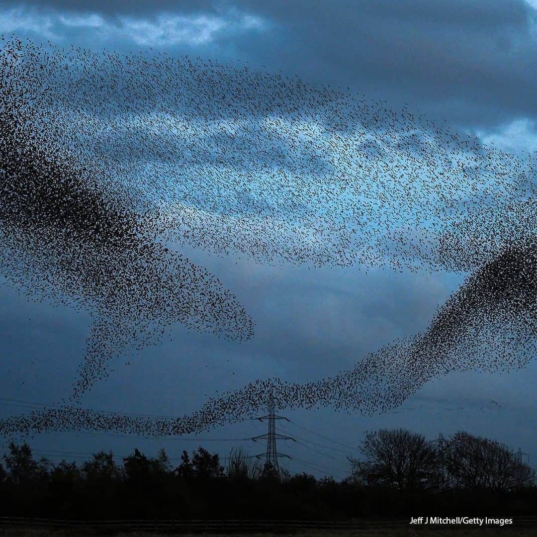 ABC Newsさんのインスタグラム写真 - (ABC NewsInstagram)「Starlings put on a display as they gather in murmurations in Gretna, Scotland. #birds #starlings #murmuration」10月21日 18時00分 - abcnews
