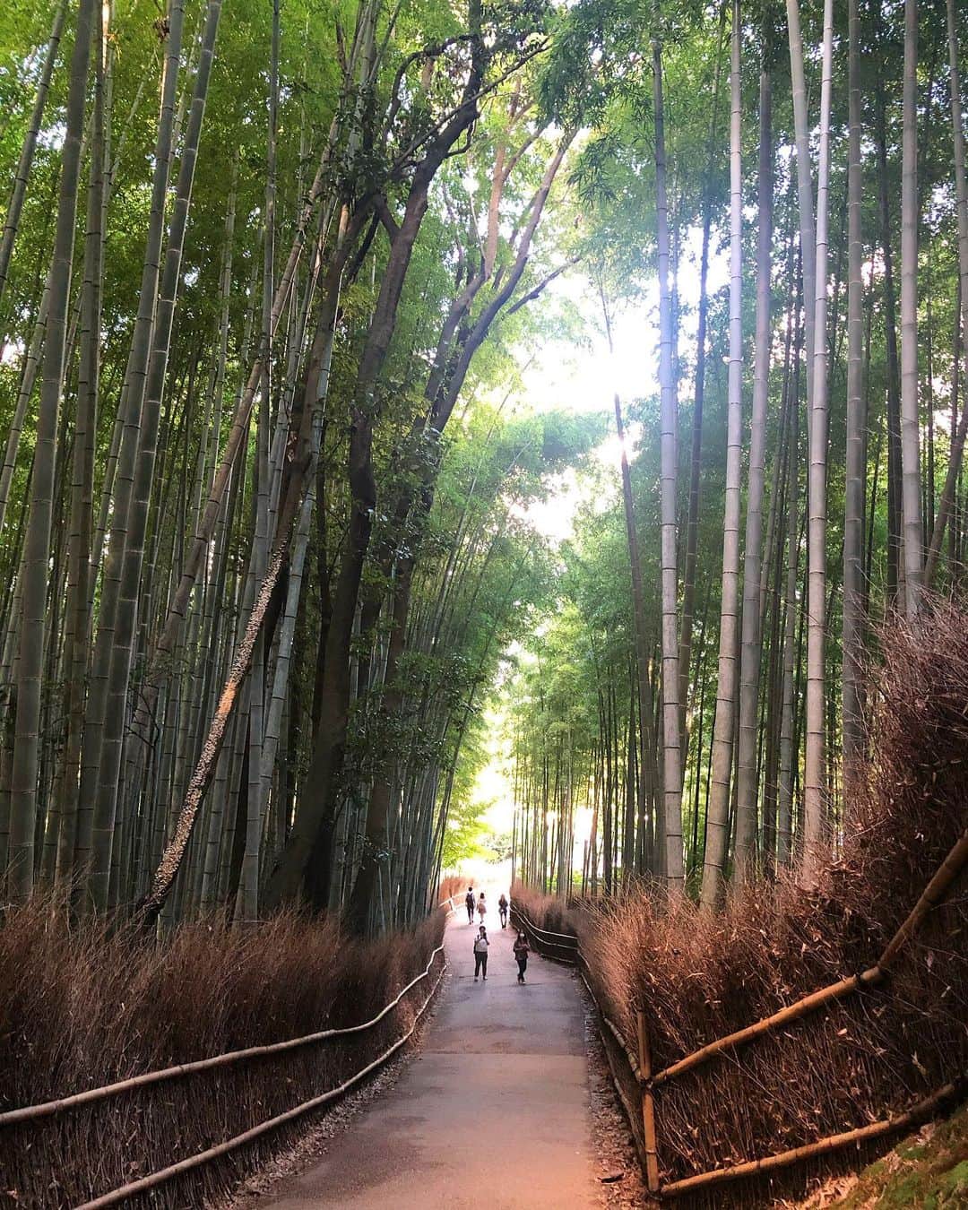 yukaさんのインスタグラム写真 - (yukaInstagram)「竹林の小径。 2020.10.12 ・ ・ ・ トロッコ列車を帰りは嵐山駅で降りて そのまま散策。 ・ 前回行った時も平日で少ない方だったけど、今こんな感じです🎋(夕方近くですが) ・ カメラアングルにうるさいオジサンがいるから気をつけろっ！←長井風。古っww ・ ・ #kyoto  #kyototrip  #kyotojapan  #japantrip  #竹林の小径  #京都 #京都旅行  #京都嵐山 #アラビカコーヒー嵐山  #アラビカコーヒー  #シルエットロマンス部 #igersjp #hellofrom  #shotoniphone」10月21日 18時08分 - yuka_ff