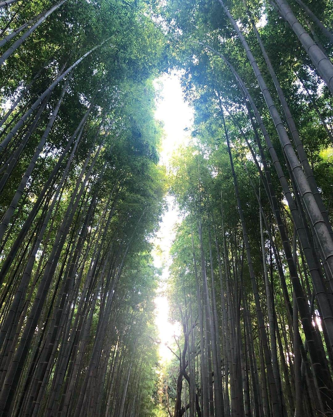 yukaさんのインスタグラム写真 - (yukaInstagram)「竹林の小径。 2020.10.12 ・ ・ ・ トロッコ列車を帰りは嵐山駅で降りて そのまま散策。 ・ 前回行った時も平日で少ない方だったけど、今こんな感じです🎋(夕方近くですが) ・ カメラアングルにうるさいオジサンがいるから気をつけろっ！←長井風。古っww ・ ・ #kyoto  #kyototrip  #kyotojapan  #japantrip  #竹林の小径  #京都 #京都旅行  #京都嵐山 #アラビカコーヒー嵐山  #アラビカコーヒー  #シルエットロマンス部 #igersjp #hellofrom  #shotoniphone」10月21日 18時08分 - yuka_ff