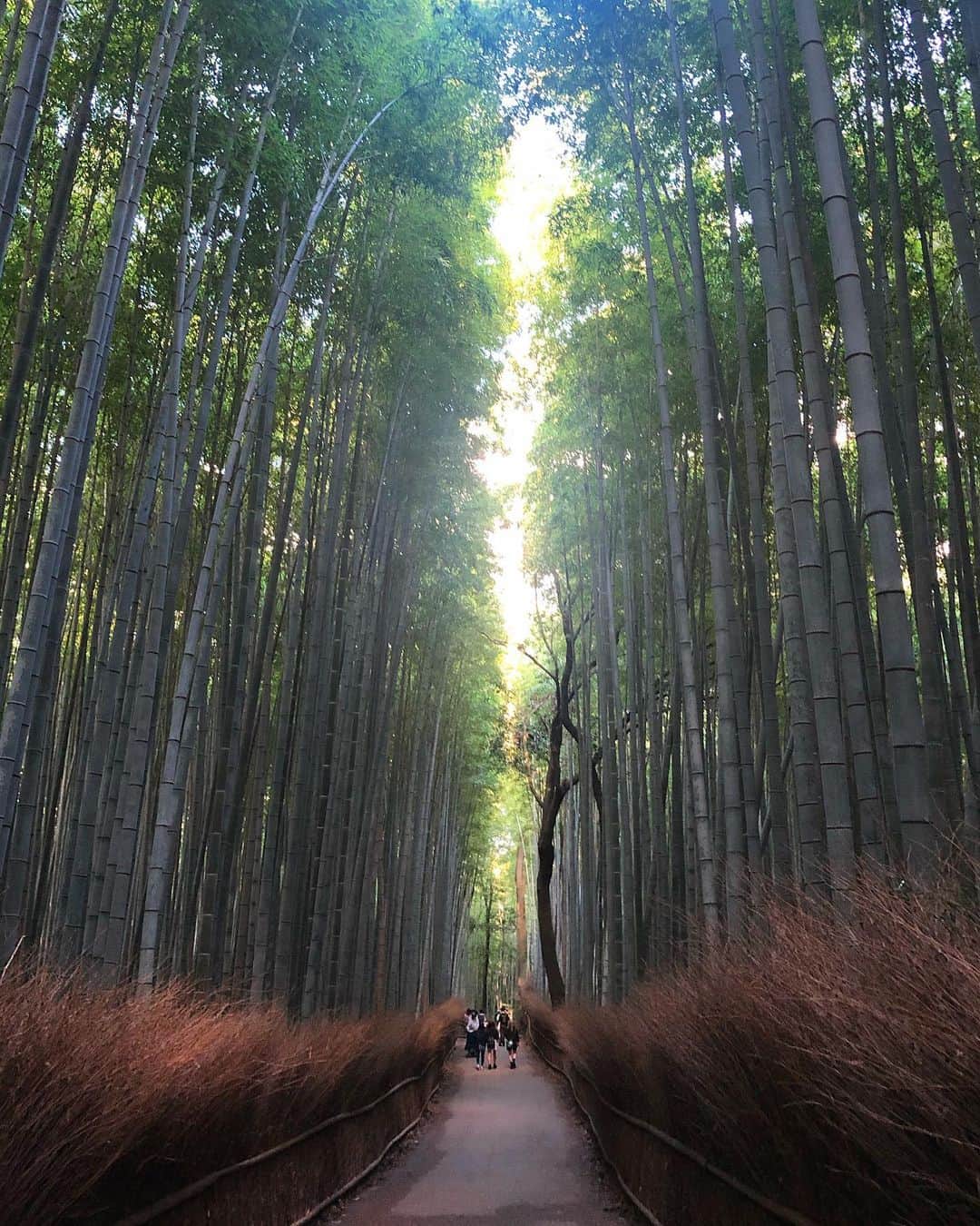 yukaのインスタグラム：「竹林の小径。 2020.10.12 ・ ・ ・ トロッコ列車を帰りは嵐山駅で降りて そのまま散策。 ・ 前回行った時も平日で少ない方だったけど、今こんな感じです🎋(夕方近くですが) ・ カメラアングルにうるさいオジサンがいるから気をつけろっ！←長井風。古っww ・ ・ #kyoto  #kyototrip  #kyotojapan  #japantrip  #竹林の小径  #京都 #京都旅行  #京都嵐山 #アラビカコーヒー嵐山  #アラビカコーヒー  #シルエットロマンス部 #igersjp #hellofrom  #shotoniphone」