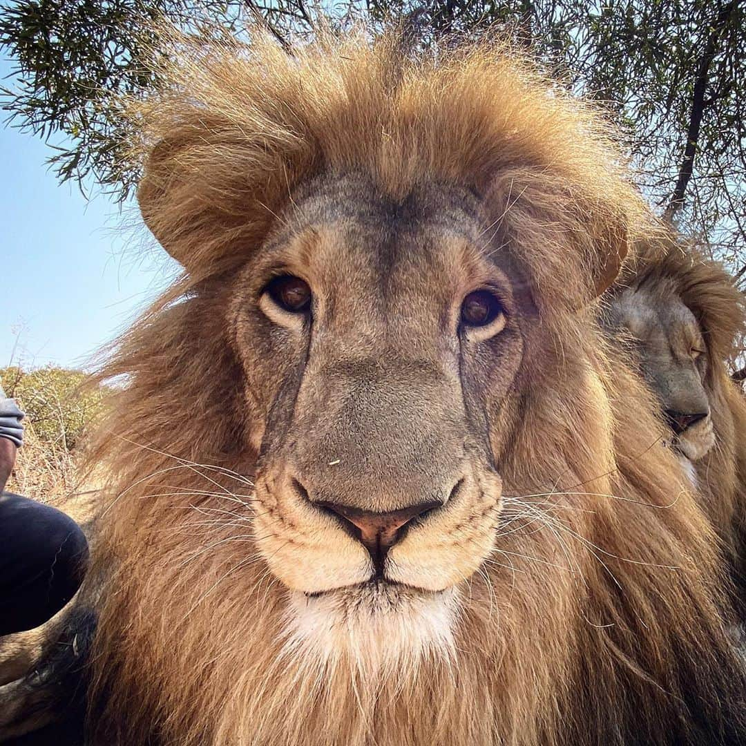 Kevin Richardson LionWhisperer さんのインスタグラム写真 - (Kevin Richardson LionWhisperer Instagram)「#belikegeorge  Wish more people could be like George. This lion has been through the mill and yet  is always happy. In fact he’s such an inspiration that we decided to make a #belikegeorge T-shirt which will be arriving soon. And for those who don’t know who George is, head to my YouTube channel this Friday at 17:00 CAT and find out. #lionwhisperertv #bestrongevenwhenyoufeelweak #soul #inspiration #example #positivevibes」10月21日 23時42分 - lionwhisperersa