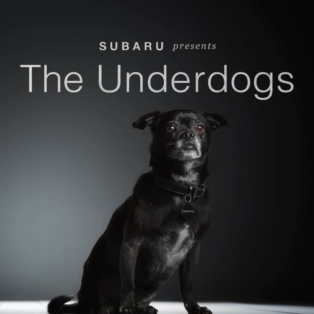 のインスタグラム：「Meet Pogo. Like most amputee dogs, he is sweet, caring, and loves to hike. The fact is, many dogs who’ve lost a leg still love to do all the fun stuff they did before.  • All month, Subaru is proud to be helping Underdogs find homes - all leading up to our 2nd annual National #MakeADogsDay on October 22nd.」