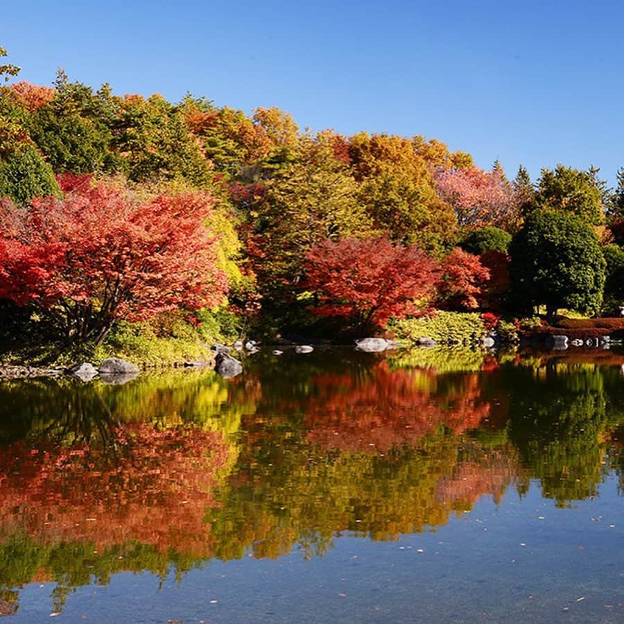 レッツエンジョイ東京さんのインスタグラム写真 - (レッツエンジョイ東京Instagram)「✩★日帰りで行ける関東の紅葉名所12選✩★﻿ ﻿ 秋も深まりモミジやイチョウ、カエデなどの葉が美しく色づいてきました。そろそろ紅葉の季節がやってきますね！﻿ 今回は、2020年に注目したい関東近郊の紅葉名所をご紹介！カラフルに彩られた紅葉の風景に、身も心も癒されてみませんか？﻿ ﻿ 🍂1枚目：国営昭和記念公園（東京）﻿ 例年の見ごろ：11月中旬﻿ 🚋：立川／西立川／立川北﻿ ﻿ 🍂2枚目：六義園（東京）﻿ 例年の見ごろ：11月下旬﻿ 🚋：駒込﻿ ﻿ 🍂3枚目：秋川渓谷（東京）﻿ 例年の見ごろ：11月中旬﻿ 🚋：武蔵五日市﻿ ﻿ 🍂4枚目：三溪園（神奈川）﻿ 例年の見ごろ：11月下旬﻿ 🚋：根岸﻿ ﻿ 🍂5枚目：大山寺・阿夫利神社周辺（神奈川）﻿ 例年の見ごろ：11月下旬﻿ 🚋：伊勢原﻿ ﻿ 🍂6枚目：成田山公園（千葉）﻿ 例年の見ごろ：11月中旬﻿ 🚋：京成成田／成田﻿ ﻿ 🍂7枚目：本土寺（千葉）﻿ 例年の見ごろ：11月下旬﻿ 🚋：北小金﻿ ﻿ 🍂8枚目：養老渓谷（千葉）﻿ 例年の見ごろ：11月下旬﻿ 🚋：養老渓谷﻿ ﻿ 🍂9枚目：月の石もみじ公園（埼玉）﻿ 例年の見ごろ：11月上旬～12月上旬﻿ 🚋：上長瀞﻿ ﻿ 🍂10枚目：国営武蔵丘陵森林公園（埼玉）﻿ 例年の見ごろ：11月中旬﻿ 🚋：森林公園﻿ ﻿ 🍂嵐山渓谷（埼玉）﻿ 🚋：武蔵嵐山﻿  🍂仙石原すすき草原（神奈川）﻿ 例年の見ごろ：9月下旬〜11月上旬﻿ 🚋：箱根湯本﻿  詳細はアカウントトップから ☞@lets_enjoytokyo﻿ ﻿ #レッツエンジョイ東京 ﻿ #休日の過ごし方﻿ #紅葉﻿ #紅葉狩り﻿ #モミジ﻿ #イチョウ﻿ #カエデ﻿ #autumnleaves﻿ #写真好きな人と繋がりたい﻿ # art_of_japan_﻿ #秋の風景﻿ #紅葉の風景﻿ #国営昭和記念公園﻿ #六義園﻿ #秋川渓谷﻿ #三溪園﻿ #仙石原すすき草原﻿ #大山寺﻿ #阿夫利神社﻿ #成田山公園﻿ #本土寺﻿ #養老渓谷﻿ #月の石もみじ公園﻿ #国営武蔵丘陵森林公園﻿ #嵐山渓谷﻿ #東京﻿ #神奈川﻿ #千葉﻿ #埼玉」10月21日 18時23分 - lets_enjoytokyo