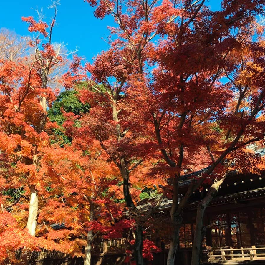 レッツエンジョイ東京さんのインスタグラム写真 - (レッツエンジョイ東京Instagram)「✩★日帰りで行ける関東の紅葉名所12選✩★﻿ ﻿ 秋も深まりモミジやイチョウ、カエデなどの葉が美しく色づいてきました。そろそろ紅葉の季節がやってきますね！﻿ 今回は、2020年に注目したい関東近郊の紅葉名所をご紹介！カラフルに彩られた紅葉の風景に、身も心も癒されてみませんか？﻿ ﻿ 🍂1枚目：国営昭和記念公園（東京）﻿ 例年の見ごろ：11月中旬﻿ 🚋：立川／西立川／立川北﻿ ﻿ 🍂2枚目：六義園（東京）﻿ 例年の見ごろ：11月下旬﻿ 🚋：駒込﻿ ﻿ 🍂3枚目：秋川渓谷（東京）﻿ 例年の見ごろ：11月中旬﻿ 🚋：武蔵五日市﻿ ﻿ 🍂4枚目：三溪園（神奈川）﻿ 例年の見ごろ：11月下旬﻿ 🚋：根岸﻿ ﻿ 🍂5枚目：大山寺・阿夫利神社周辺（神奈川）﻿ 例年の見ごろ：11月下旬﻿ 🚋：伊勢原﻿ ﻿ 🍂6枚目：成田山公園（千葉）﻿ 例年の見ごろ：11月中旬﻿ 🚋：京成成田／成田﻿ ﻿ 🍂7枚目：本土寺（千葉）﻿ 例年の見ごろ：11月下旬﻿ 🚋：北小金﻿ ﻿ 🍂8枚目：養老渓谷（千葉）﻿ 例年の見ごろ：11月下旬﻿ 🚋：養老渓谷﻿ ﻿ 🍂9枚目：月の石もみじ公園（埼玉）﻿ 例年の見ごろ：11月上旬～12月上旬﻿ 🚋：上長瀞﻿ ﻿ 🍂10枚目：国営武蔵丘陵森林公園（埼玉）﻿ 例年の見ごろ：11月中旬﻿ 🚋：森林公園﻿ ﻿ 🍂嵐山渓谷（埼玉）﻿ 🚋：武蔵嵐山﻿  🍂仙石原すすき草原（神奈川）﻿ 例年の見ごろ：9月下旬〜11月上旬﻿ 🚋：箱根湯本﻿  詳細はアカウントトップから ☞@lets_enjoytokyo﻿ ﻿ #レッツエンジョイ東京 ﻿ #休日の過ごし方﻿ #紅葉﻿ #紅葉狩り﻿ #モミジ﻿ #イチョウ﻿ #カエデ﻿ #autumnleaves﻿ #写真好きな人と繋がりたい﻿ # art_of_japan_﻿ #秋の風景﻿ #紅葉の風景﻿ #国営昭和記念公園﻿ #六義園﻿ #秋川渓谷﻿ #三溪園﻿ #仙石原すすき草原﻿ #大山寺﻿ #阿夫利神社﻿ #成田山公園﻿ #本土寺﻿ #養老渓谷﻿ #月の石もみじ公園﻿ #国営武蔵丘陵森林公園﻿ #嵐山渓谷﻿ #東京﻿ #神奈川﻿ #千葉﻿ #埼玉」10月21日 18時23分 - lets_enjoytokyo
