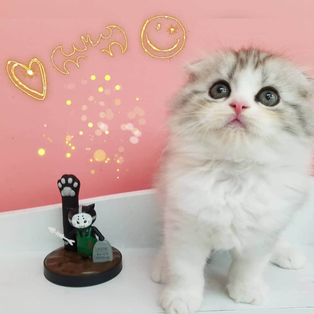 マンチカン(munchkin)キャットファーム大谷さんのインスタグラム写真 - (マンチカン(munchkin)キャットファーム大谷Instagram)「@catiss.jp さんからのご紹介です❤  @catiss.jp  #catiss  「CATISSねこ手リップクリーム」 ハロウィン限定👻恐怖フィギュア&リップクリームセットの抽選キャンペーン。 にゃんこは、ホラー映画のコスプレをしても可愛いですね •13日の金曜日_黒ねこのジェイソン(レギュラー /無香料)   •ソウ_三毛ねこのジグソウ(いちご)   •リング_牛柄ねこの貞子(バニラ)   抽選キャンペーンにご参加いただき、 可愛いにゃんこを連れて帰りましょう  •参加方法 ① 当投稿記事に「いいね」を押してください。  ② 「catiss恐怖フィギュアセットが欲しい」とコメントください。  ③ 10/28に抽選で3名の当選者を選出します。    •キャンペーン期間：10/23~10/27の23:59まで  @catiss.jp こちらになります  #catiss」10月21日 18時36分 - roytar222