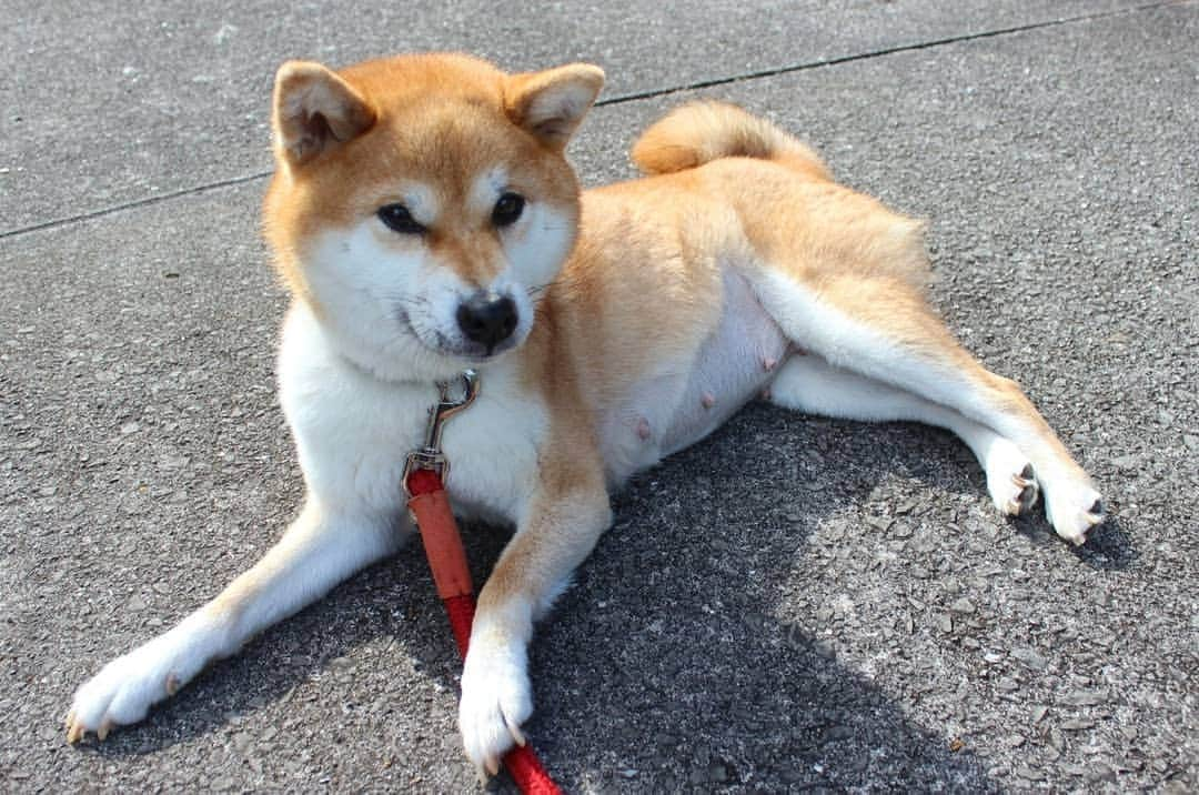 柴犬たま Shibainu Tamaのインスタグラム