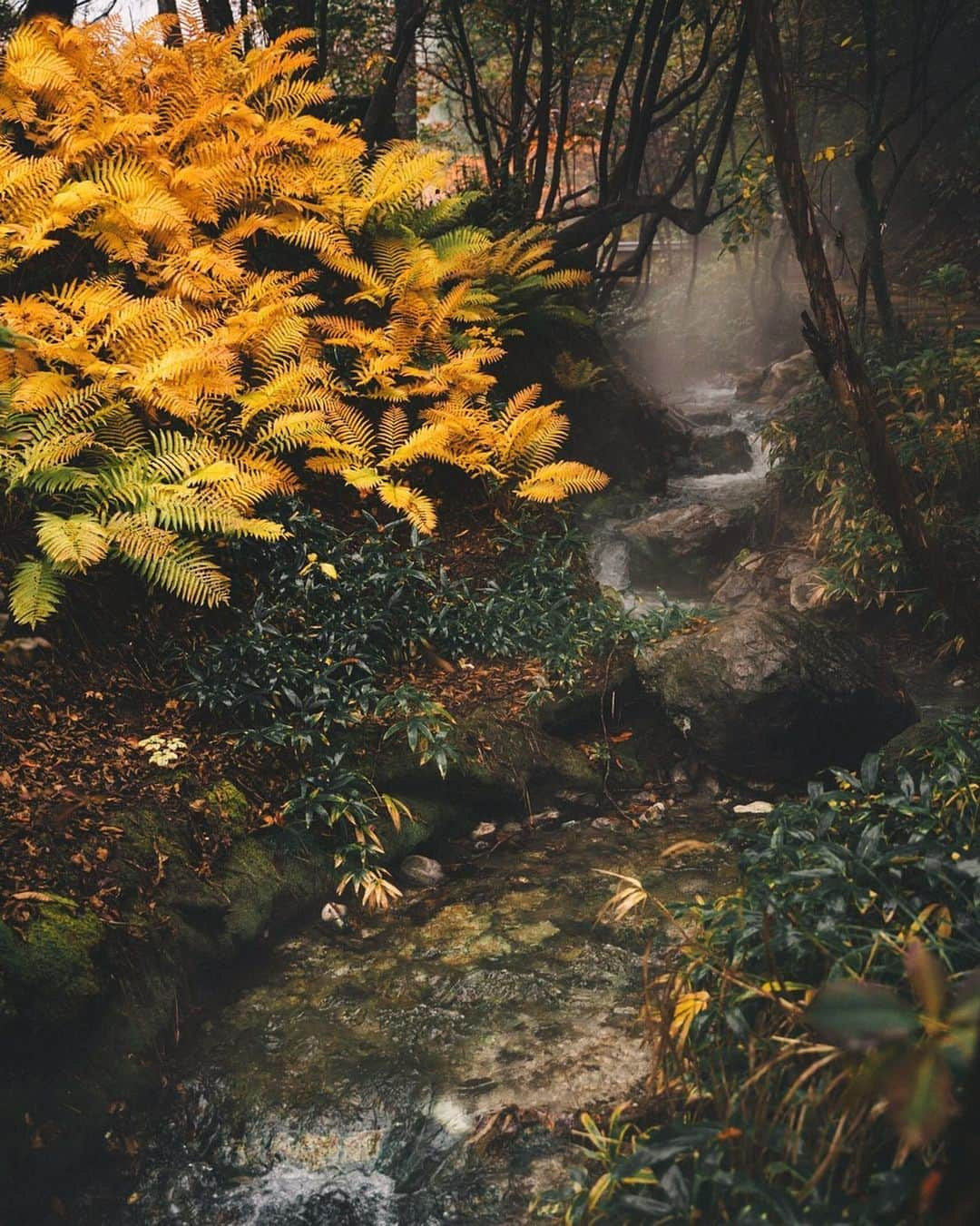 GENTAのインスタグラム：「🍂 Flow of hot springs 週末は草津へ行ってきました♨ 魅力的な温泉がたくさんあり、街中が湯けむりに包まれていました💭 ここは西の河原という場所なんですが、この沢の流れもいい湯加減でした🛀」