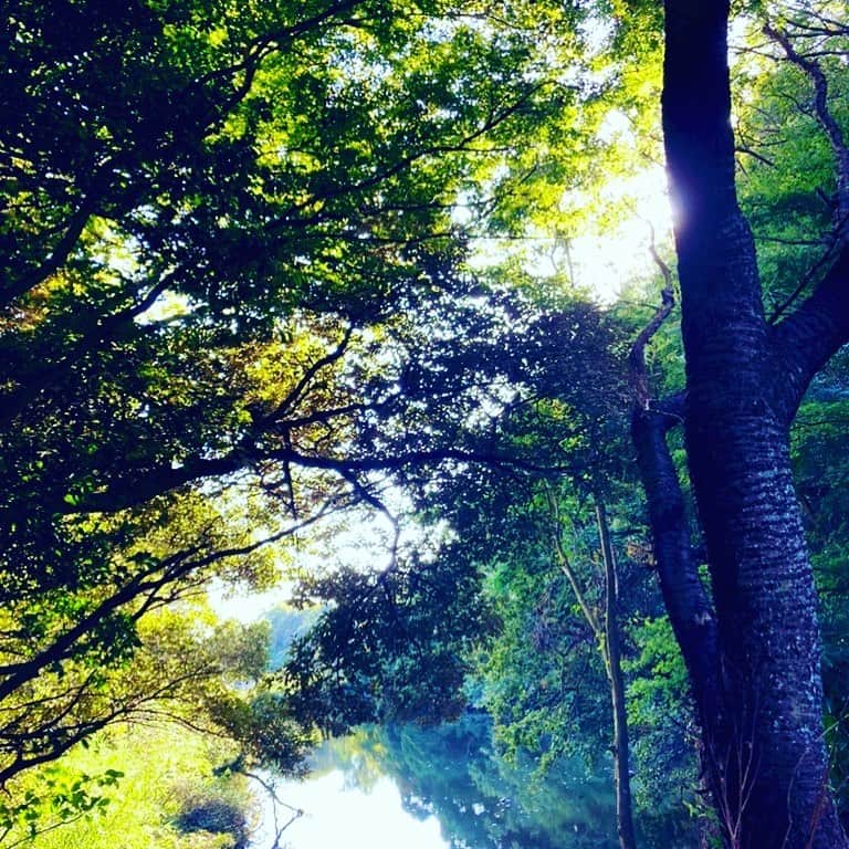 林伊織さんのインスタグラム写真 - (林伊織Instagram)「木漏れ日とかいうエモいやつ。  #大都会もいいけれど #こういうの大事 #水辺と森」10月21日 18時55分 - iori_haya4