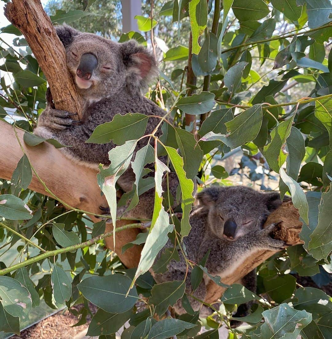 Australiaさんのインスタグラム写真 - (AustraliaInstagram)「Just a little synchronized snooze session 😴 @reneehowell18 photographed this pair of #koalas in the middle of a daytime nap at @wildlifesydneyzoo, and don’t we all wish we looked that darn cute in a deep sleep 😜 Located in the heart of @Sydney’s @darlingharbour, you can get up close and personal with a large range of Aussie animals at #wildlifesydneyzoo. TIP: Book in a koala photo session for the opportunity to enter the enclosure and have your photo taken near these iconic animals. Sounds like the perfect new profile pic, right? #seeaustralia #ilovesydney #wildlife #holidayherethisyear」10月21日 19時00分 - australia