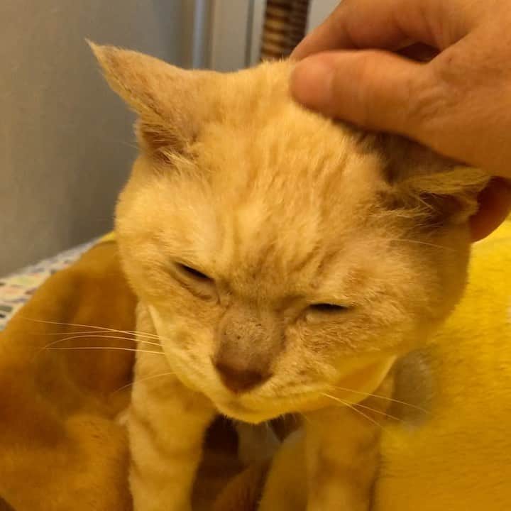 ruiruiのインスタグラム：「福ちゃんは元気です（2020/10/21） . . 今日は抗がん剤治療の日でしたが、中止になりステロイドと胃薬のお注射だけしてもらい帰ってきました。 . 昨日の夜中にちょっと様子がおかしくなり、朝になると右頬もすこしだけ腫れていました💦 なので、昨夜の動画もあわせて診て頂いたのですが、今までに顔が腫れるという症例はないらしく、先生も困惑しているようでした😔 今日はとりあえず、ステロイドのお注射をして様子見、抗がん剤治療は来週するとの事でした。 . ステロイドのおかげで夜ご飯はちゃんと残さず食べてくれたのでホッとしてます☺️ . . 本当にたくさんの応援コメントありがとうございます🙇‍♀️とても励みになっております。 . . Fuku-chan has been treated with anti-cancer drugs after radiation therapy. Wearing clothes to protect the treated area. . . #抗がん剤治療中 #放射線治療 #皮膚型リンパ腫 #手作り術後服 #福ちゃんは耳が聞こえない #右目失明 #元野良猫 #保護猫 #猫 #にゃんこ #にゃんすたぐらむ #ねこ #茶トラ #ねこ部 #ふわもこ部 #ペコねこ部 #pecocat #mofmo #deafcat #cute #cat #cats #catlover #catstagram #instacat #Instagramcats #ilovemycat  #catsofinstagram #catstagram_japan」