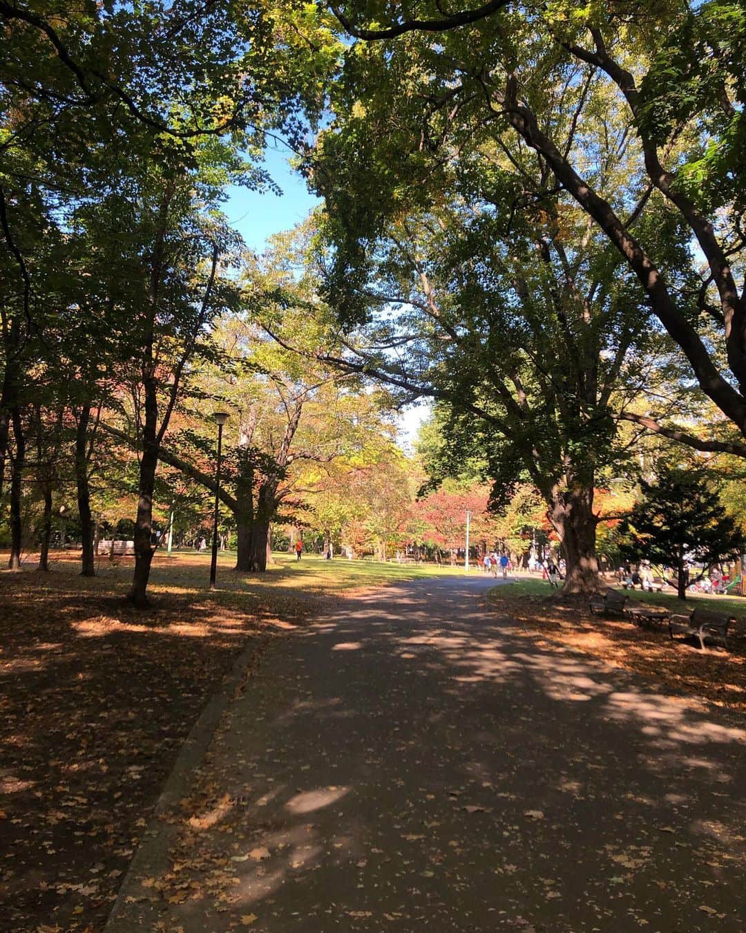 伊藤みきのインスタグラム：「紅葉が綺麗なシーズン。 コーヒー片手にテクテク散歩。 頂上で食べるパンが美味しい朝でした😋 #もうすぐ冬」