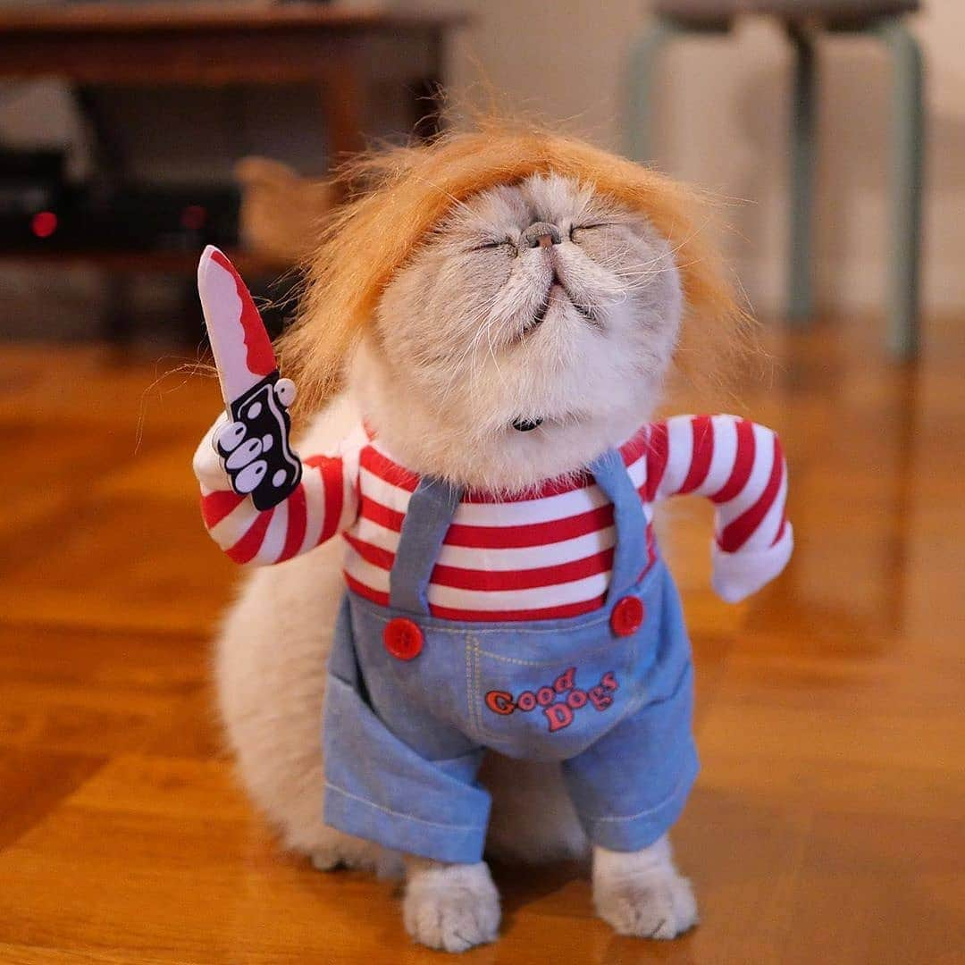 Aww Clubさんのインスタグラム写真 - (Aww ClubInstagram)「Catcky is that u?  🎃@nikoandpoko  Hashtag #9GAGHalloween on your cat’s Halloween photos/videos and get a chance to be featured on @9GAG, and @Meowed!⠀⠀⠀⠀⠀ ⠀⠀ #meowed #nikoandpoko #Exoticshorthair #Halloween #Halloween2020 #MH2020 #9GAGHalloween #Boo #2020 #japan #🎃」10月21日 19時02分 - meowed