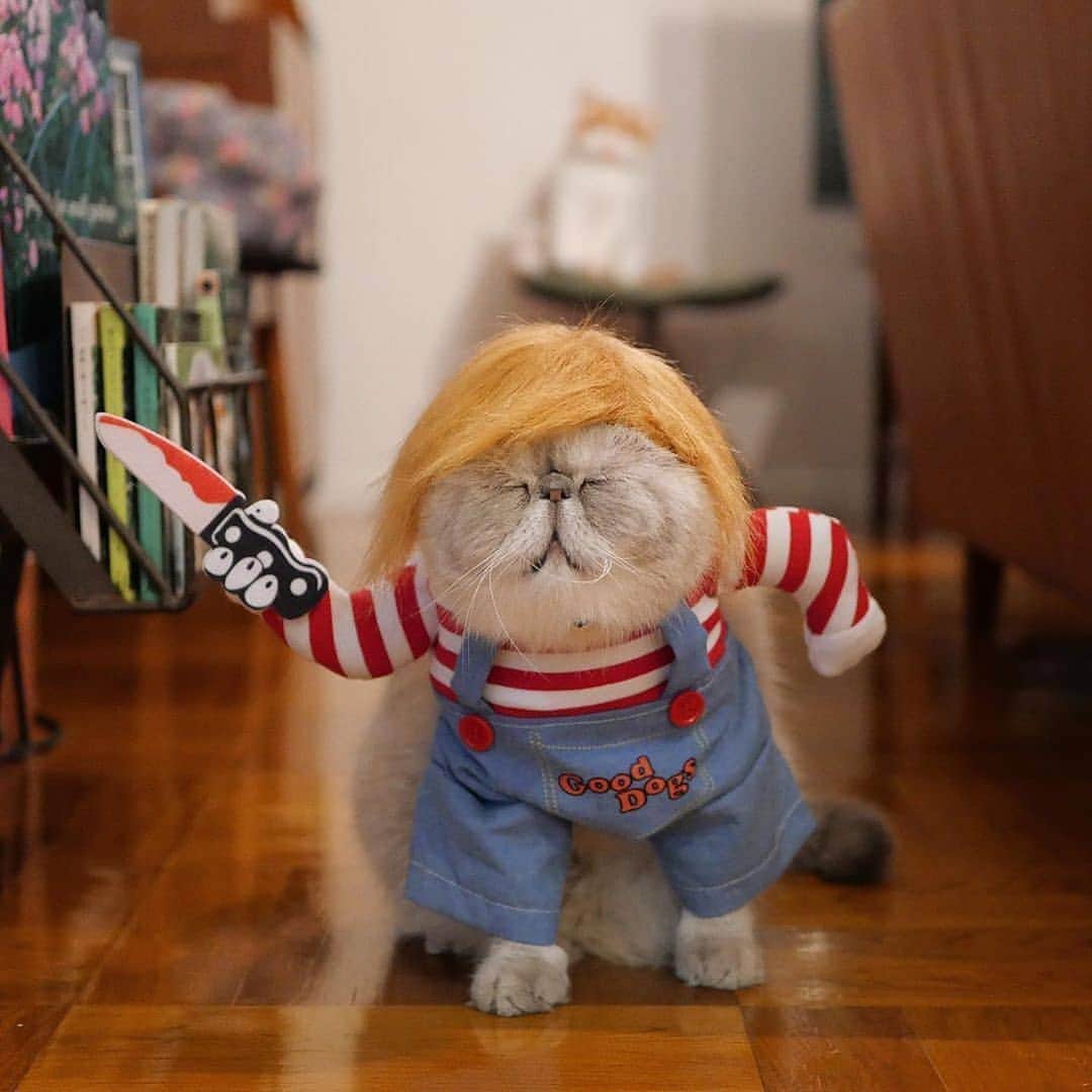 のインスタグラム：「Catcky is that u?  🎃@nikoandpoko  Hashtag #9GAGHalloween on your cat’s Halloween photos/videos and get a chance to be featured on @9GAG, and @Meowed!⠀⠀⠀⠀⠀ ⠀⠀ #meowed #nikoandpoko #Exoticshorthair #Halloween #Halloween2020 #MH2020 #9GAGHalloween #Boo #2020 #japan #🎃」