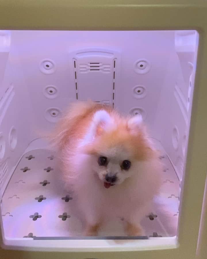 r_oseのインスタグラム：「After nebulization, an air dry session 🐰〰️」