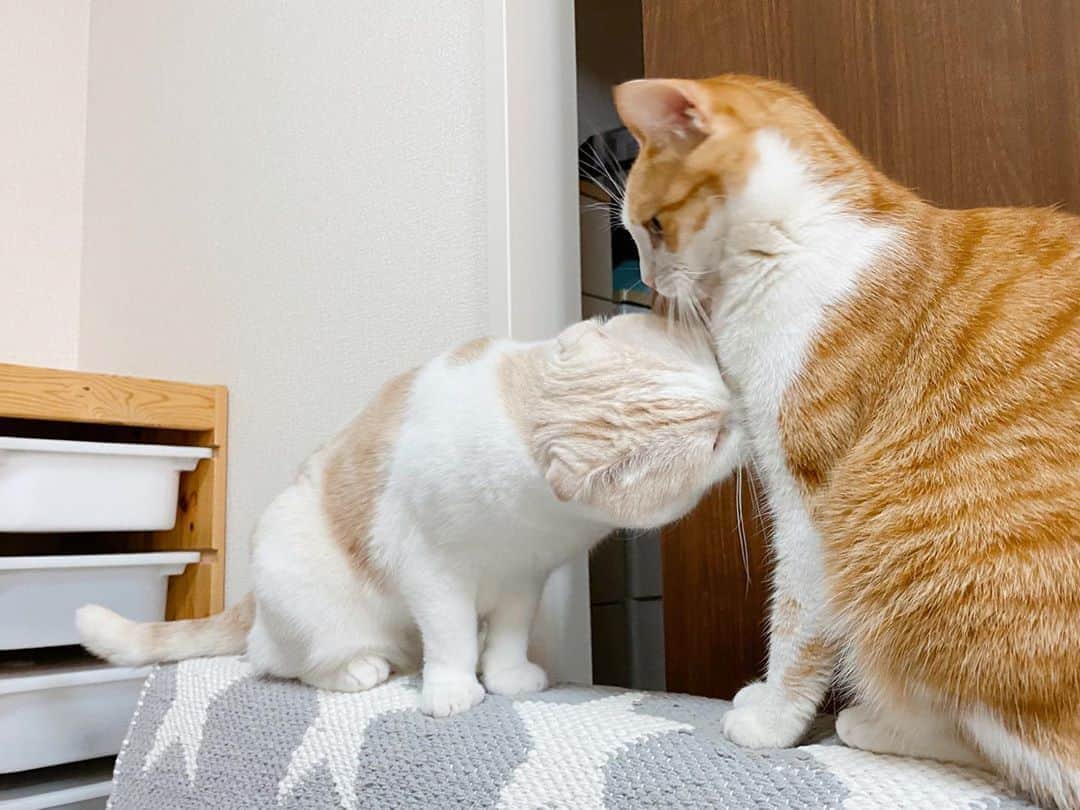 はなぼくろきなこさんのインスタグラム写真 - (はなぼくろきなこInstagram)「きな、嗅いでる？舐めてる？ わかるよ、もーちゃんのそこ嗅ぎたくなるよね🥰  #きなもな #はなきな #きなちょのおうちのもーにゃん  #にゃんこ  #スコティッシュフォールド #猫  #猫のいる暮らし #😻　#みんねこ」10月21日 19時13分 - hanabokurokinako