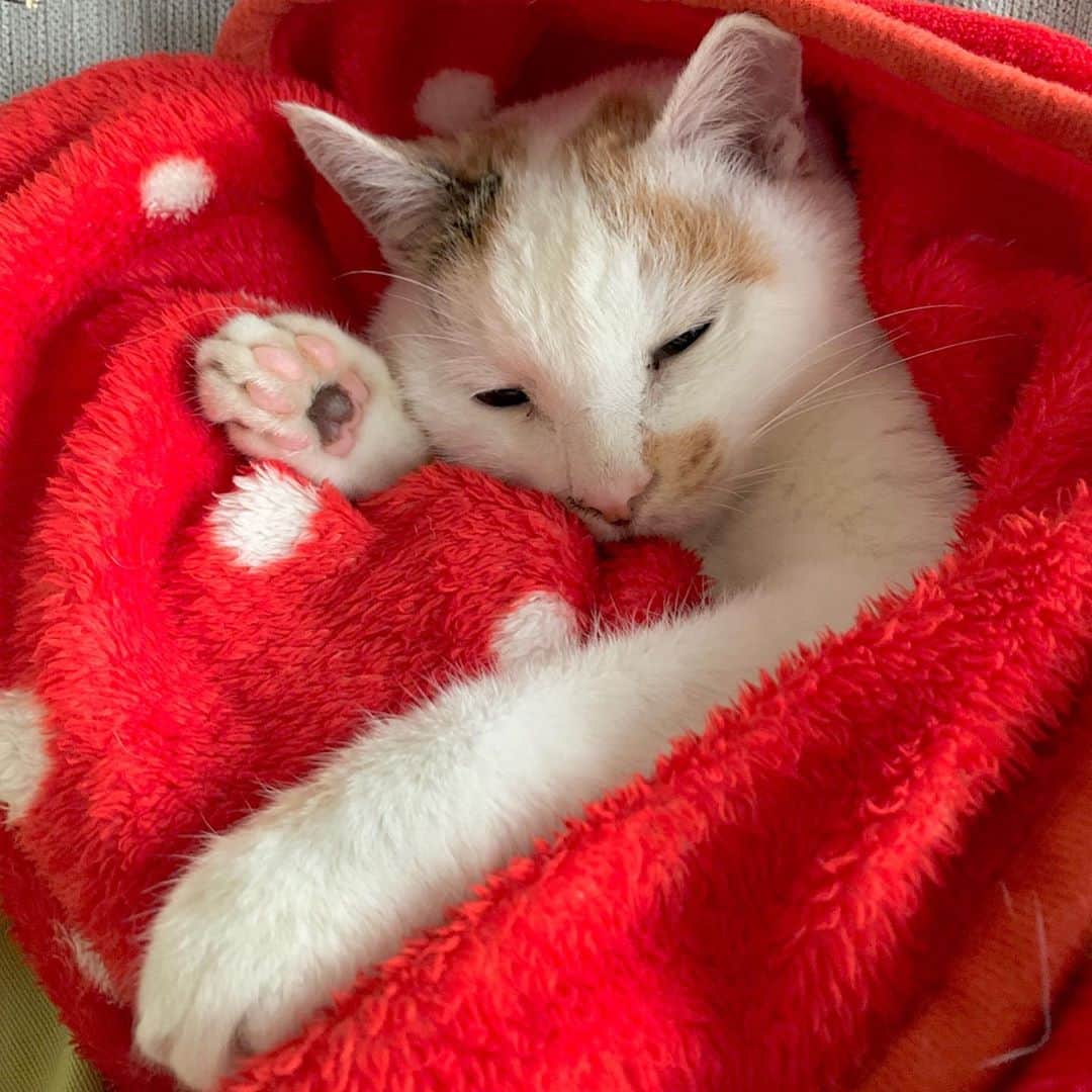 マルのインスタグラム：「🐾💗はい、₍^·͈༝·͈^ฅ . . #おうち時間#肉球#シマホレスキュー #もふもふ#love#ねこのきもち #猫との暮らし#cat#ねこ部#sleep #bestmeow#三毛猫#猫#ふわもこ部#にゃんすたぐらむ#ペコねこ部#instacat_meow」