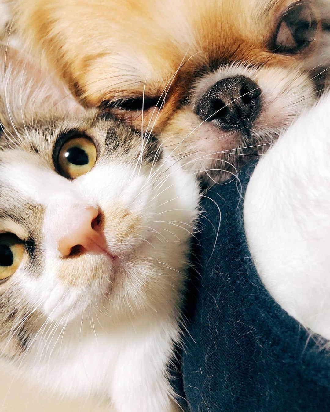 juntowaのインスタグラム：「仲良し犬と猫。#かと思いきや#甘噛み」
