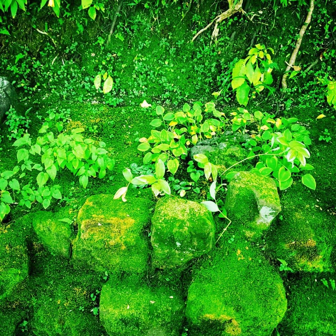 西真理子さんのインスタグラム写真 - (西真理子Instagram)「長谷寺⛩  自然の緑、澄んだ空気、綺麗な音。癒やしの像。 何もかも浄化される。 マイナスイオンたっぷりなパワースポット。 いつも来ると気持ちがリセットされる感じ。 今日も有難う✨  #鎌倉 #長谷寺 #和み地蔵 #マスクバージョン #コロナ禍 #長谷 #パワースポット #浄化  #風鈴 #癒し #音 #Japan #kamakura  #tera #otera #naturephotography」10月21日 19時37分 - mari.nishi.7