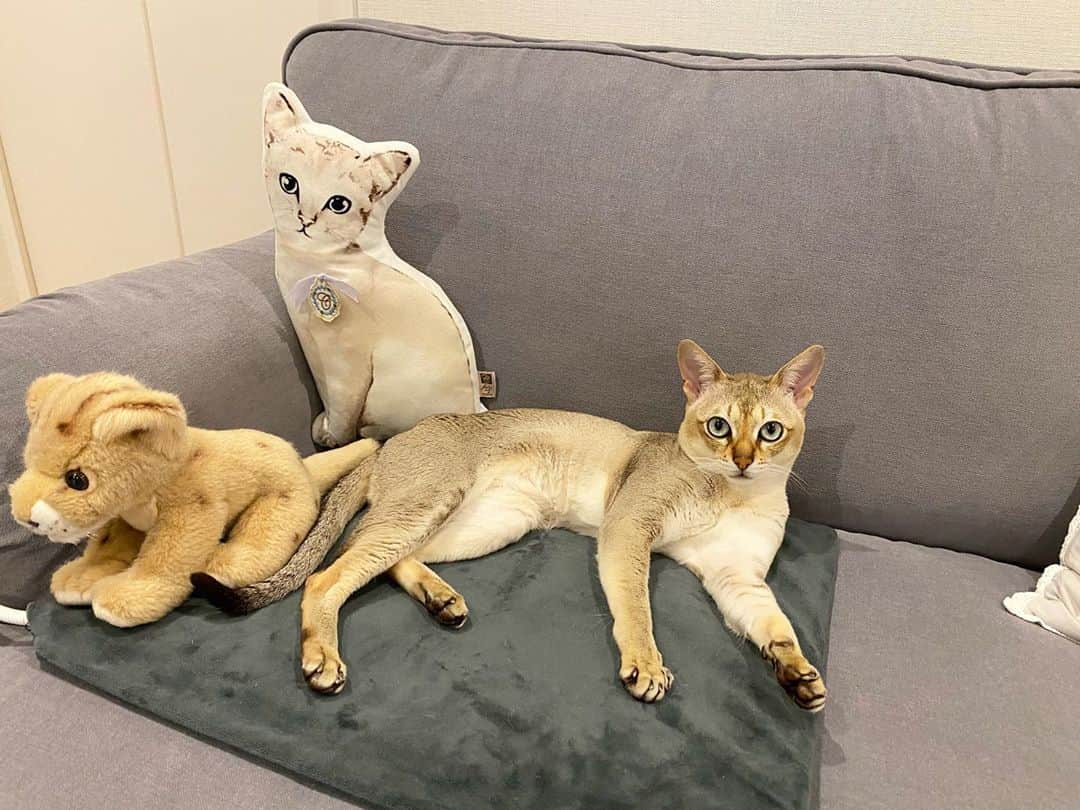 モルト♡Malt(Singapuracat)のインスタグラム：「こんばんは🌙 暖かいマット大活躍。 もうすっかり秋だけどみなさんお元気？🐱🍂 * もうすぐモルトの誕生日だけど、プレゼント迷い中🤔💭」
