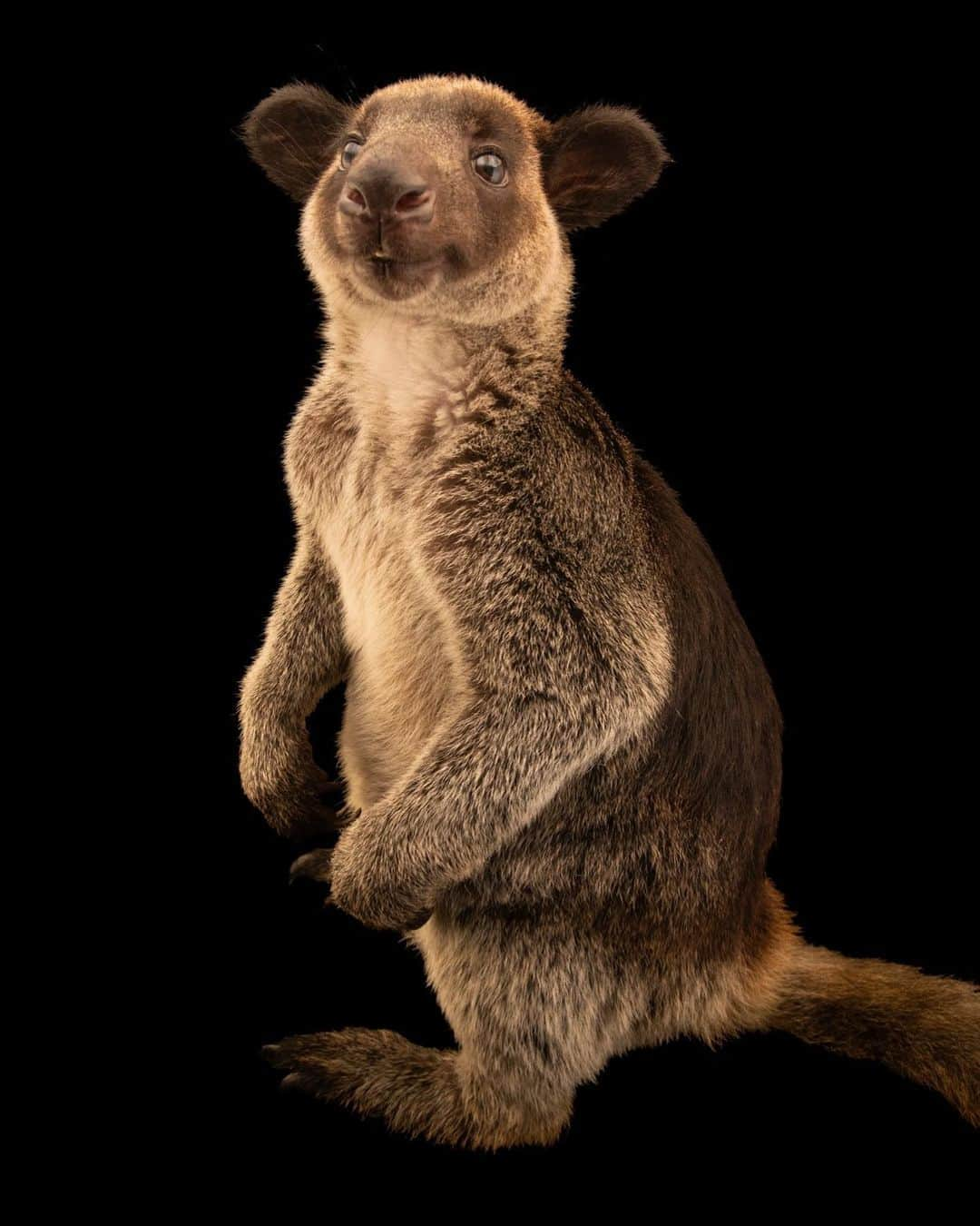 Joel Sartoreさんのインスタグラム写真 - (Joel SartoreInstagram)「Grizzled tree kangaroos are the biggest, and possibly the heaviest of all species of tree- kangaroo, with adult males growing up to 35 inches tall and weighing up to 33 pounds. Their long and heavily furred tails are often hairless at the base, but muscular, and are used to help climb or leap from tree to tree in the forest canopy. Photo taken in Jakarta, Indonesia. Catch another glimpse of this species during part two of the Photo Ark special this Saturday at 10/9pm central on NatGeo Wild! #kangroo #treekangaroo #grizzled #cute #smiling #PhotoArk #PhotoArkSpecial #savetogether」10月21日 19時50分 - joelsartore