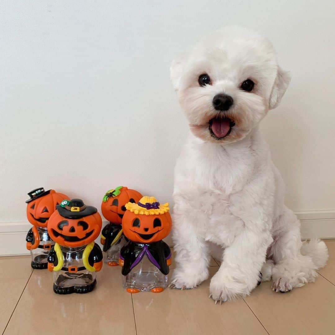 セロリのインスタグラム：「【そろそろハロウィン】 皆さーん、そろそろハロウィンですよーっ。 #maltese #マルチーズ #アレルギー #ハロウィン #halloween #malteseofinstagram #maltese101 #malteser #malteseofficial #maltesedog #dog #instadog #dogstagram #dogoftheday #doglovers #instapet #adorable #ilovemydog  #ペット #わんこ #ふわもこ部 #犬のいる暮らし #いぬら部  #いぬすたぐらむ #イッヌ」