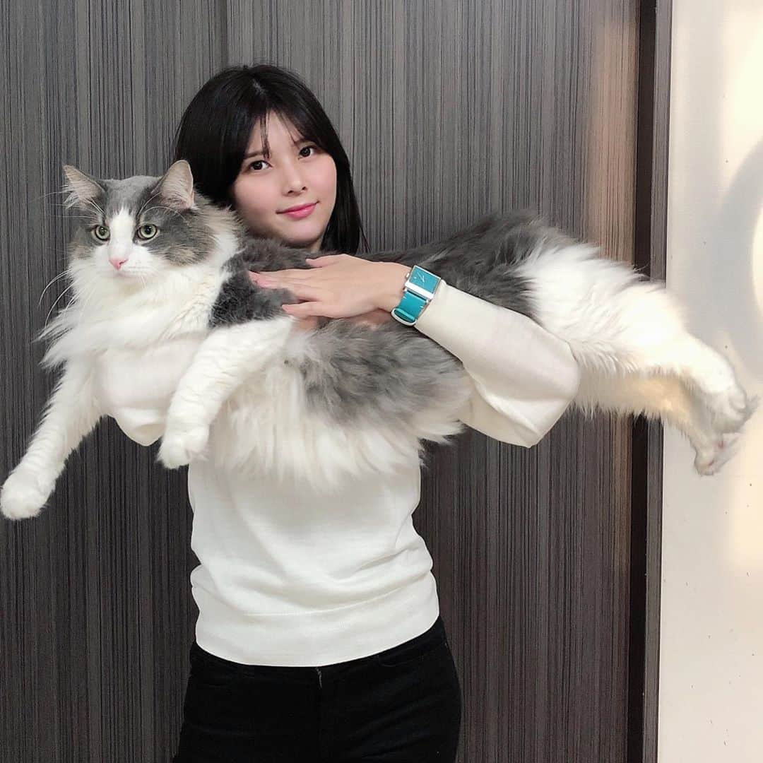 Sagiri Kitayamaのインスタグラム：「8.2kgの、きゅるるんキャスバル兄さん🥰   #美ニャン祭 #猫love祭 #ルシファー #ノルウェージャンフォレストキャット #ノルウェージャン #norwegianforestcat #norwegian #ラグドール #ragdoll #ねこ #ネコ #猫 #cat #cats #catinstagram #catlover #catstagram #catsofinstagram #instagramcat #instacat #kitty」