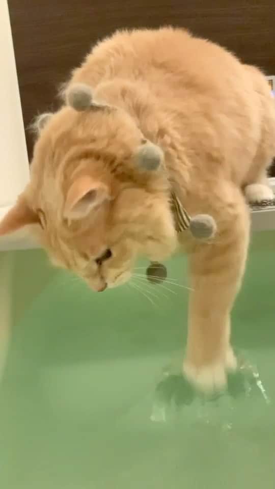 nocoaのインスタグラム：「． いい湯だな♨️ ． ミロの日課。 ． #ミロの成長記録  #nocoa動画#catvideo#猫動画」