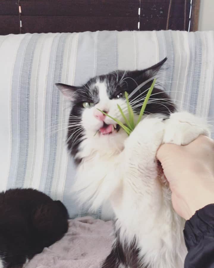 もじゃころのインスタグラム：「ばんどぅ界では確実に草がちゅ〜る超えたようだわ… 猫界じゃまずありえない… もしかしてスッダはベジタリアンなのかな…🥺  それにしても両手でこんなに美味しそうに草食べる子いる？🥺草のCMきちゃう🥺🥺🥺🥺🥺  #坂東玉隠しシャシャ丸  #猫草大好き」