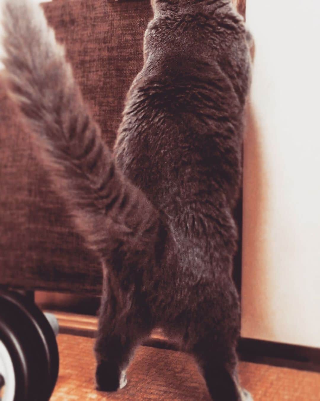 チキン南蛮カレーのルウ王子のグルメインスタ