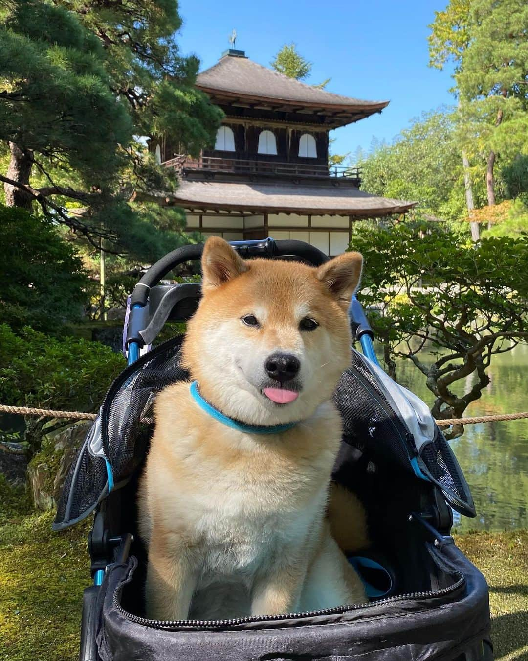 まる（まるたろう）さんのインスタグラム写真 - (まる（まるたろう）Instagram)「The modest appearance of Ginkaku-ji and the beautiful sand garden represent traditional Japanese beauty of “wabi-sabi”. ✨🐶🇯🇵✨銀閣寺ってさ、銀色じゃないの知ってた？ #パパが銀じゃないぢゃんって驚いてた #アホやな #ワビサビやんな #銀閣寺 #本名は東山慈照寺 #世界遺産 #まるも世界遺産登録されてもいいな🤔 #めっちゃええとこやな」10月21日 20時46分 - marutaro