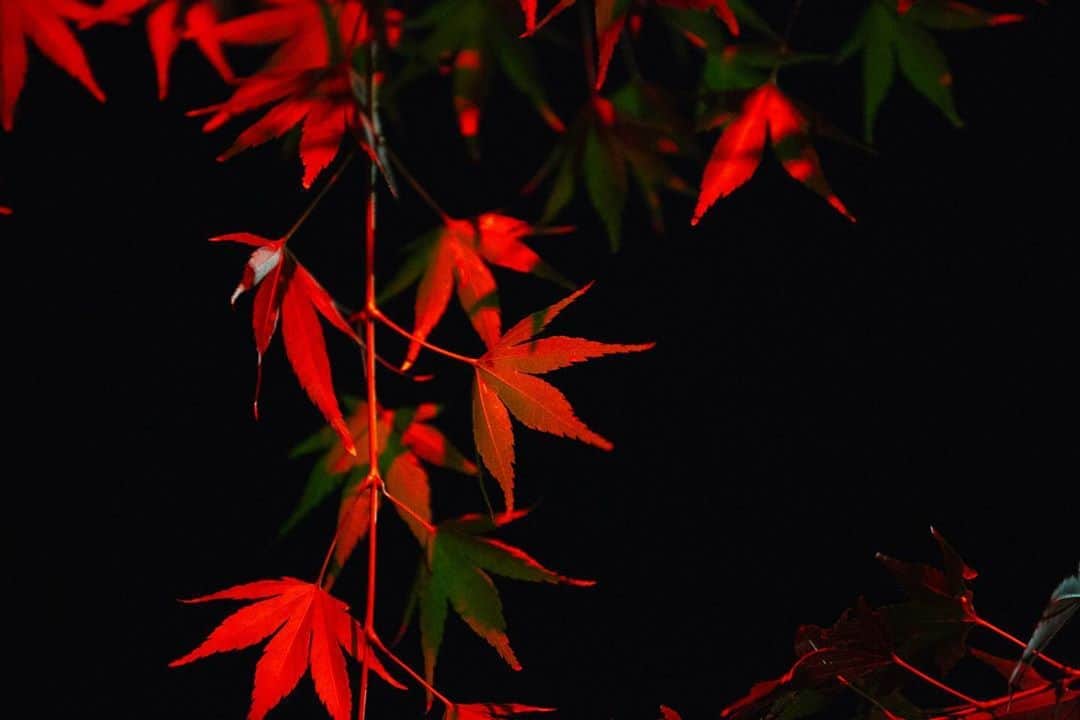 八芳園さんのインスタグラム写真 - (八芳園Instagram)「TOKYO RED GARDEN 2020🍁 東京で愉しむ、 燃えるような紅葉の夜。 . 八芳園自慢の100本もみじが、 庭園を染めあげます。 . 11月1日(日)より始まる 庭園ライトアップとイベントに先駆け、 本日行われたライトアップテスト。 . 赤く照らし出された紅葉が湖面に映り、 都内とは思えない 幻想的な世界が広がります。 . 赤く染まる美しい秋の夜を、 八芳園の日本庭園でお愉しみください。 . . 庭園ライトアップ期間 11月1日(日)〜12月15日(火)  . . #tokyoredgarden  #八芳園 #結婚式場 . #日本庭園 #自然 #紅葉 #紅葉ライトアップ #秋　#風景写真 #港区 . #東京観光  #東京カメラ部  #ポートレート撮影  #ポートレート  #写真好きな人と繋がりたい  #カメラ好きな人と繋がりたい  #ポートレート好きな人と繋がりたい  #その瞬間に物語を  . #和装結婚式 #花嫁さんと繋がりたい  #プレ花嫁 #式場探し #プレ花嫁さんと繋がりたい . #japan #japanesegarden #happoen  #tokyotrip #portrait  #photostagram  #tokyotokyo」10月21日 21時01分 - happoen