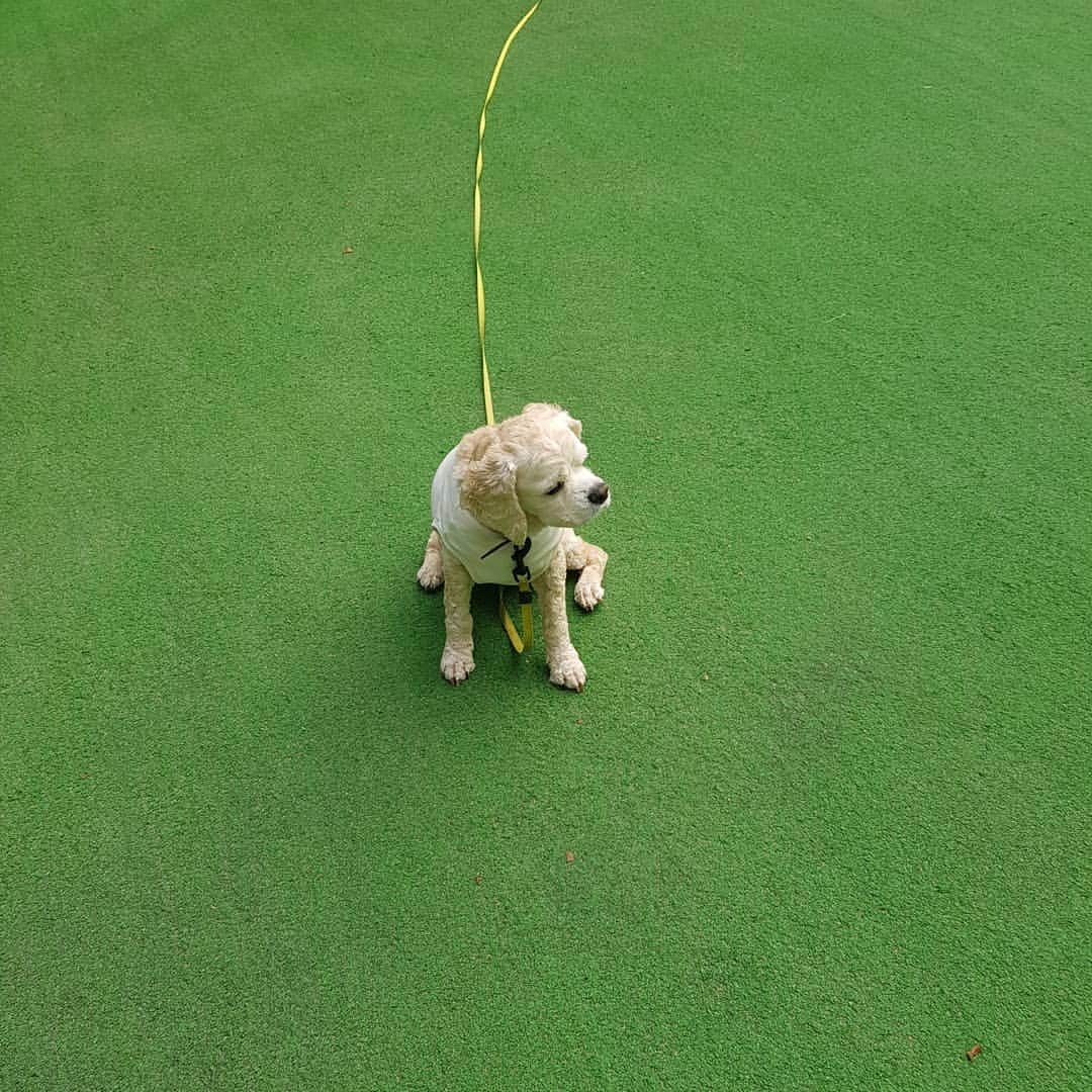 チ・スウォンのインスタグラム：「내사랑초록! 저렇게 앉는 버릇을 고쳐줘야 하는데...ㅠ」