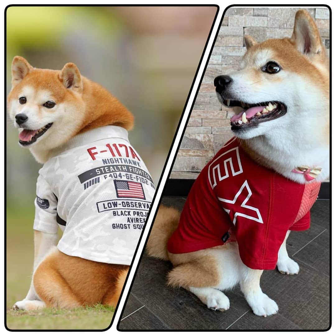 Caluluさんのインスタグラム写真 - (CaluluInstagram)「Repost from @mackingtosh . . お客様のpicです 👍👍👍👍👍👍 . . #avirex #アヴィレックス #avirex犬服 #avirex_dog #アヴィレックス犬服 #お揃いの服 #ペアルック #ドッグウェア #犬服ブランド #柴犬 #柴犬好き #柴犬洋服 #柴犬服 #柴犬好きな人と繋がりたい #カルル #calulu #ファッション図鑑」10月21日 21時32分 - calulu_dogwear