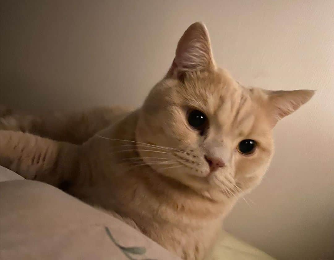 赤西涼のインスタグラム：「あまえんぼタイム🐱💗 このまま一緒にもう寝ちゃいそう😴」