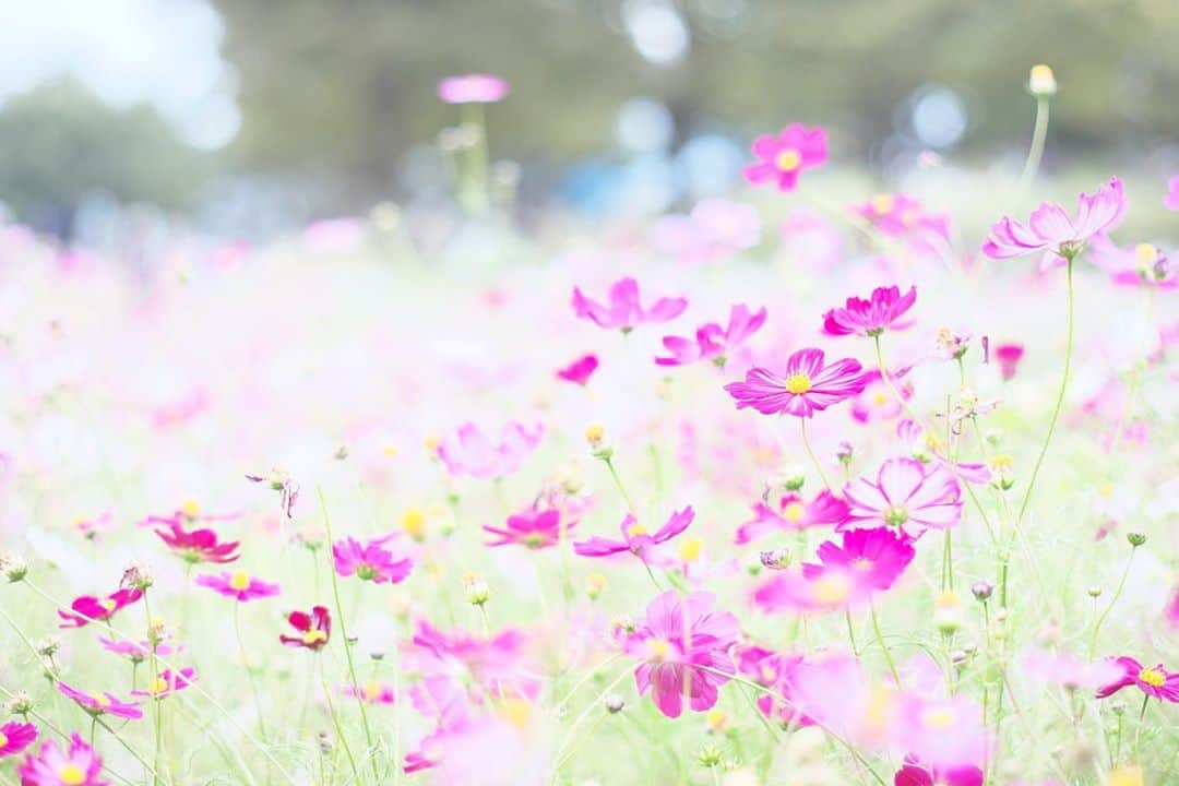 kiccyomuのインスタグラム：「☁️ 2020.10.21 Wed #昭和記念公園 かわゆい #コスモス 🌸 この辺りは多かったよ😊 #心に花を  明日も元気に🤗  location #東京 📷撮影 2020年10月06日 #オールドレンズ 📷 #Minolta」