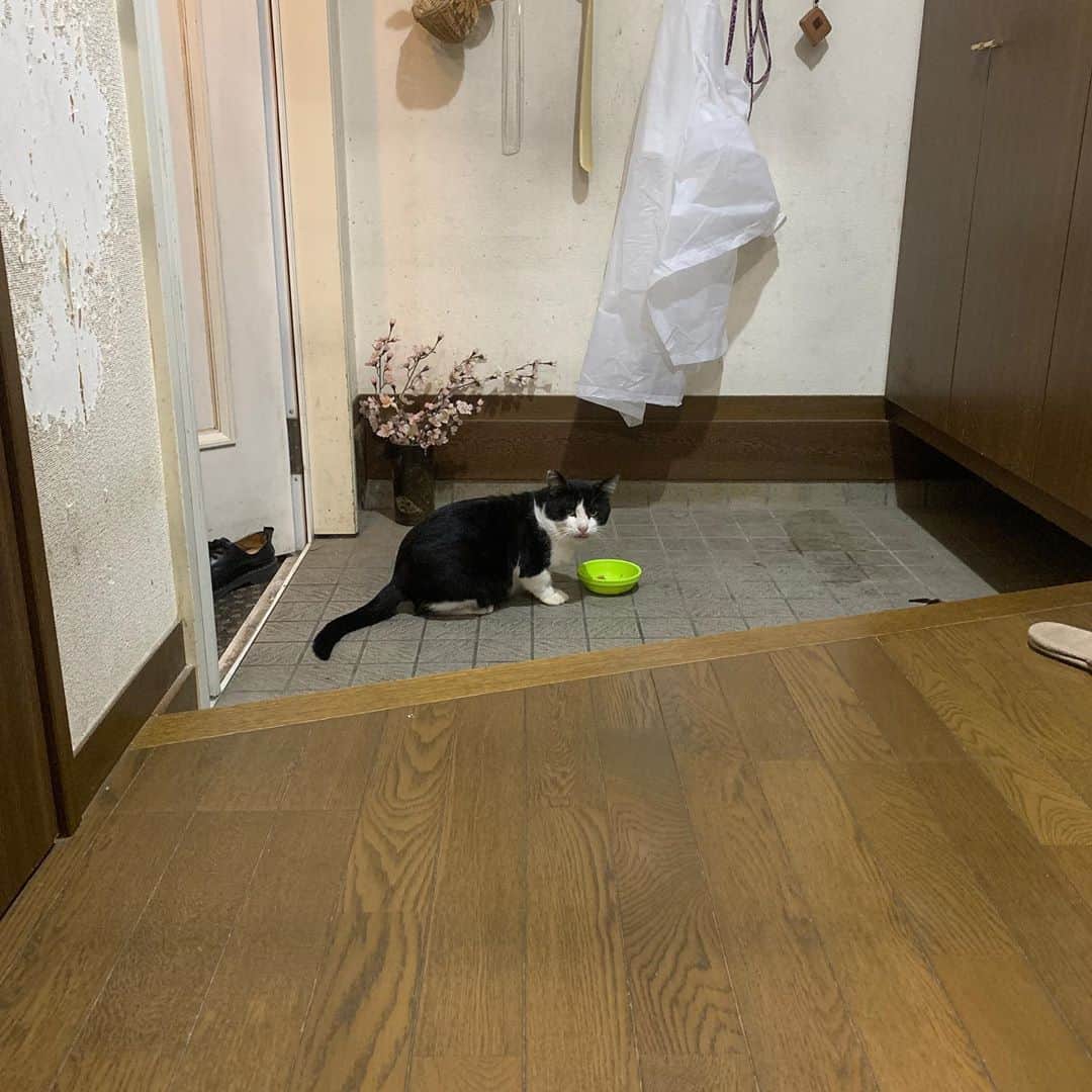 Kachimo Yoshimatsuさんのインスタグラム写真 - (Kachimo YoshimatsuInstagram)「夜も来た！ The night has come！ #うちの猫ら #ikasumi #猫 #ねこ #cat #ネコ #catstagram #ネコ部 http://kachimo.exblog.jp」10月21日 21時33分 - kachimo