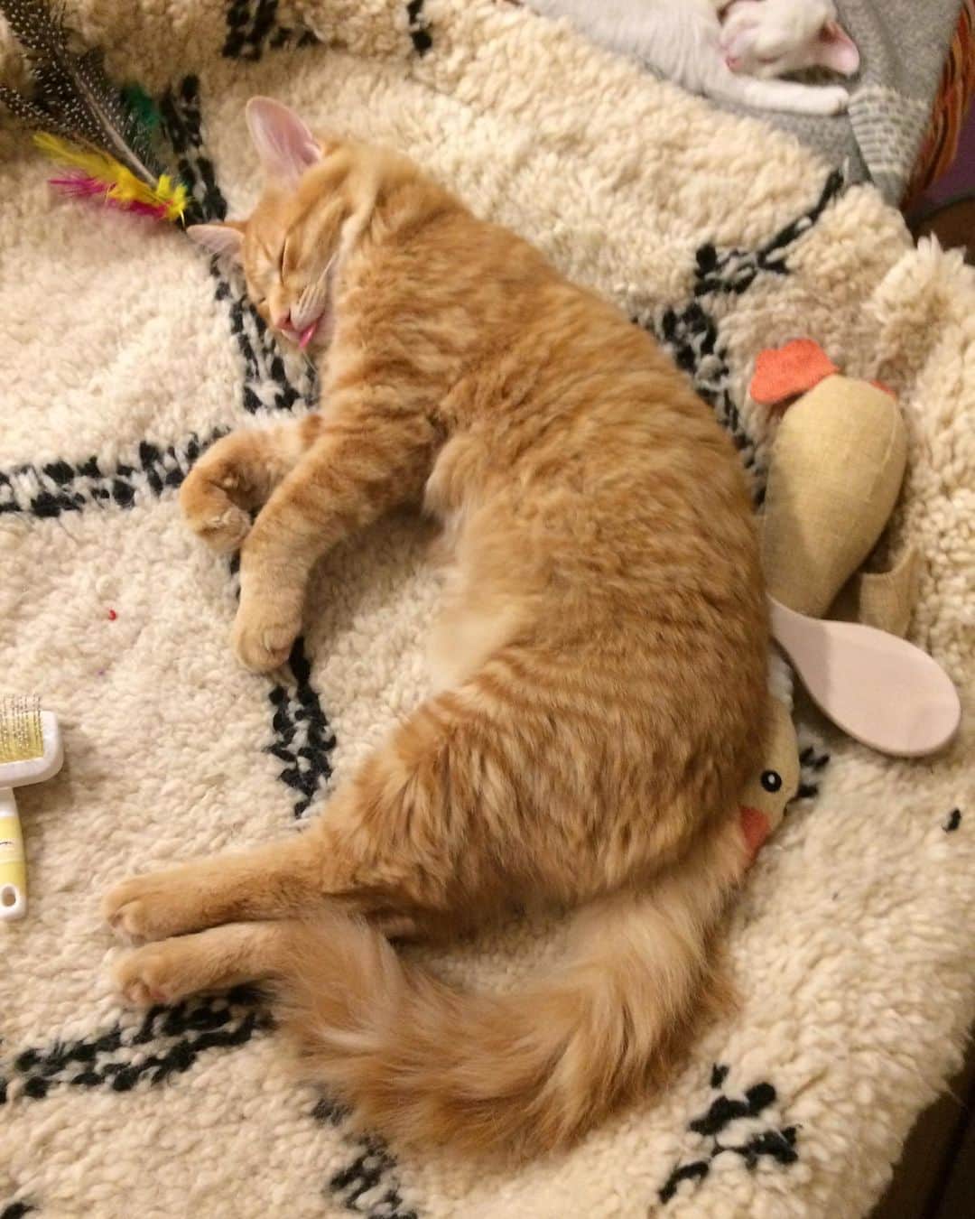 岡田屋鉄蔵のインスタグラム：「…べろ、乾くよ？」