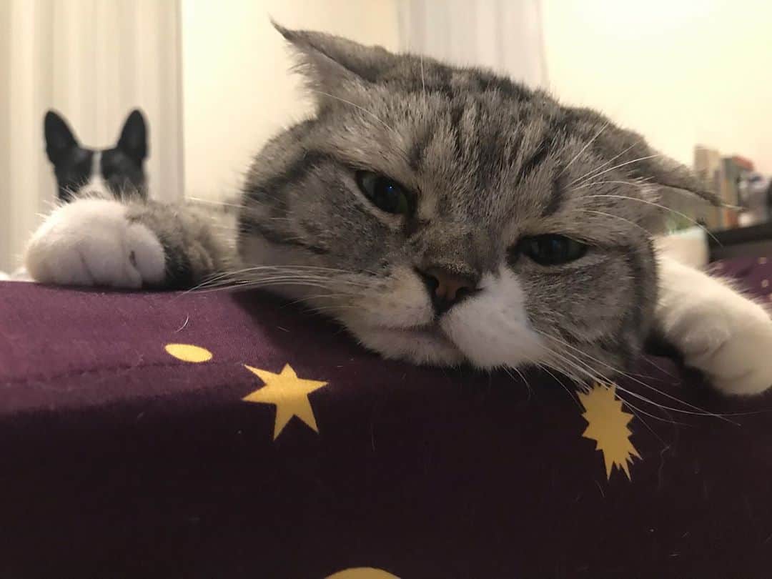 KATSUOのインスタグラム：「ふたりともベッドの上によくいます . #cat #catstagram #instacat #cutecat #catsofinstagram #katsuo#寝てると目と口に毛が入る」
