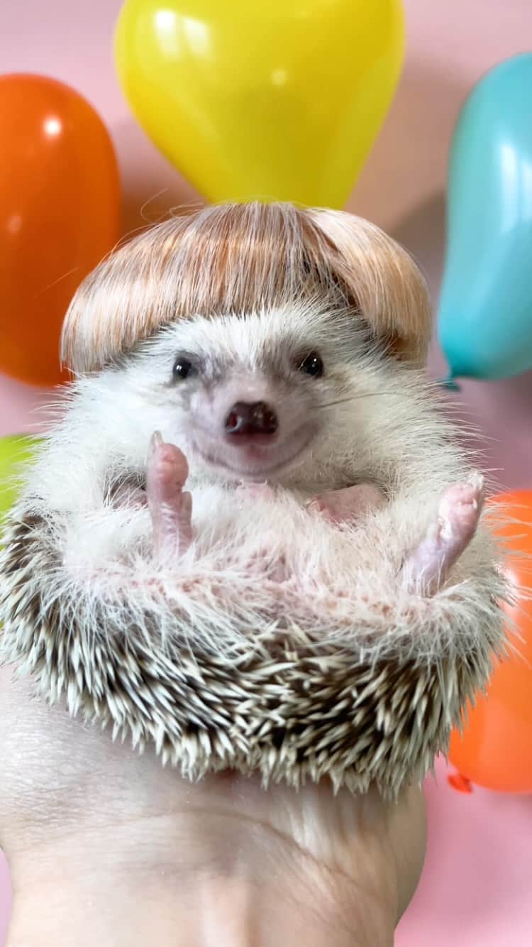 ダーシーのインスタグラム：「🧡😋💛😋💙😋💚🦰🧡😋💛😋💙😋💚🦳🧡😋💛😋💙😋💚🦱🧡😋💛😋💙😋💚🦰🧡😋💛😋💙😋💚🦳🧡😋」