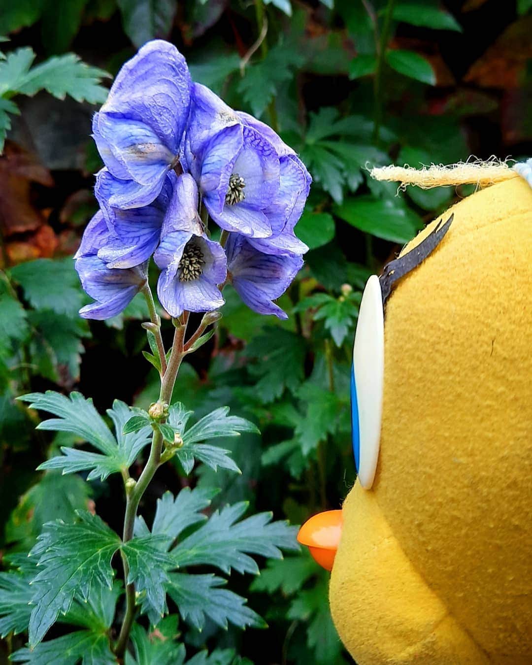 Little Yellow Birdさんのインスタグラム写真 - (Little Yellow BirdInstagram)「Last man standing! My monkshood is always the last to bloom! #littleyellowbird #tweety #tweetykweelapis #adventures #yellow #bird #wednesday #humpday #monkshood #monnikskap #garden #gardenlife #tuin #flower #bloei #autumn #fall #herfst #october #stuffedanimalsofinstagram #plushiesofinstagram」10月21日 21時55分 - tweetykweelapis