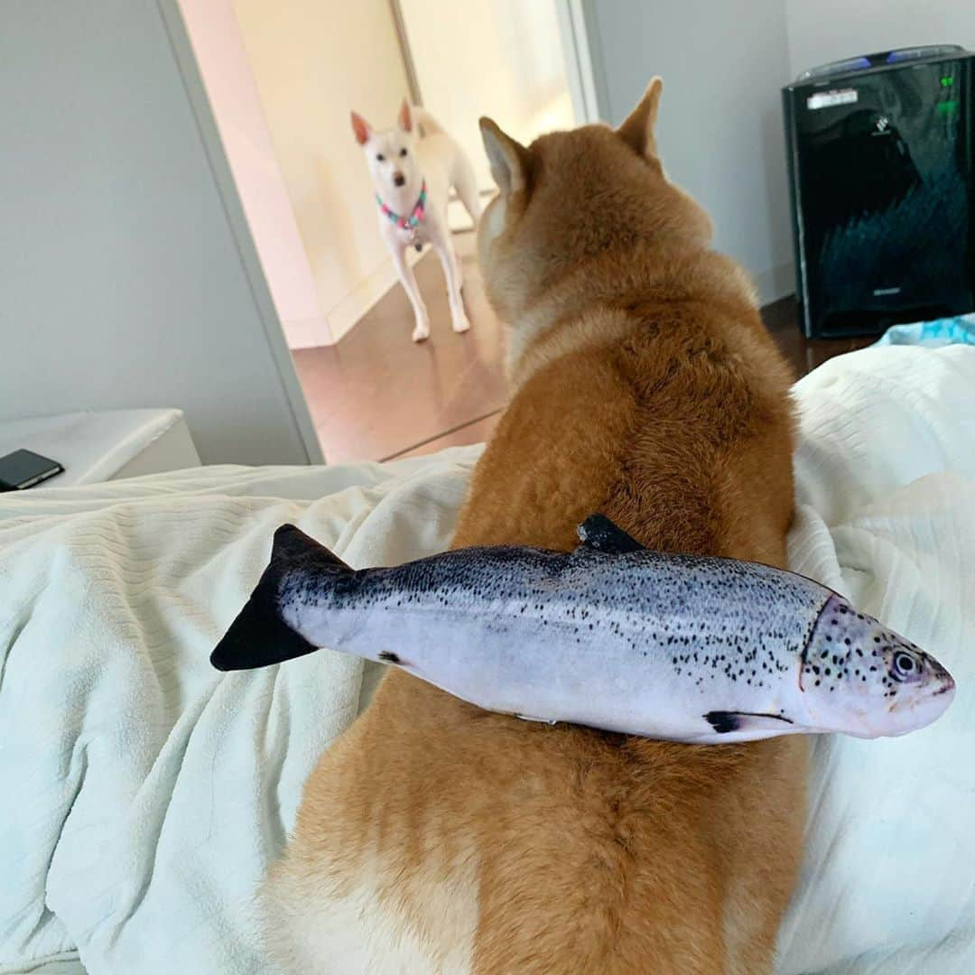 柴犬ハル&保護犬すずさんのインスタグラム写真 - (柴犬ハル&保護犬すずInstagram)「🐟 . 『おねーちゃーーん。。 背中にニジマスのニジューが 生えてるよ🐟』 . #ハルは母性が強いからね #ニジマスのニジューも育て上げるんだよ #大雨で散歩行けないからね #これ乗せて散歩行くと近所の人がビックリしてる😂 . #柴犬#柴#kagoshima#dog#puppy#shibainu#shibastagram#いぬバカ部#family#鹿児島#赤柴#雑種#天文館#日本犬#保護犬を家族に#niziu#ニジマス#魚釣り#魚料理#虹#虹プロジェクト#jyp#散歩#雨」10月22日 8時52分 - haruharu040777