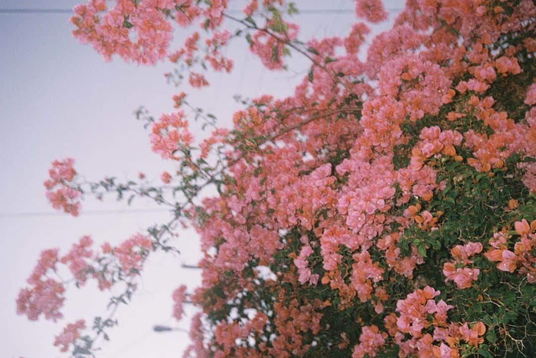 ル・ユースのインスタグラム：「Film drop. Olympus Infinity  Kodak Ultramax 400 🖖🏼」