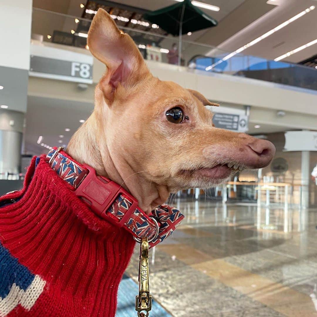 Tuna {breed:chiweenie} さんのインスタグラム写真 - (Tuna {breed:chiweenie} Instagram)「Eagerly awaiting to go to the UK/eagerly looking for his dad to come out of the loo. Haha.」10月22日 7時35分 - tunameltsmyheart