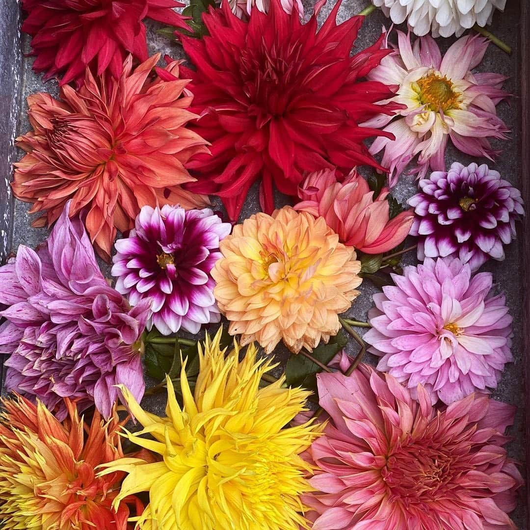 マーサ・スチュワートさんのインスタグラム写真 - (マーサ・スチュワートInstagram)「It’s an explosion of color at @marthastewart48’s Bedford gardens as dahlia season comes to an end. "Last dahlias of season!!! So beautiful. Now the plants die down and the tubers are dug up and dried and stored for next year,” says Martha. #regram via @marthastewart48」10月22日 7時33分 - marthastewart