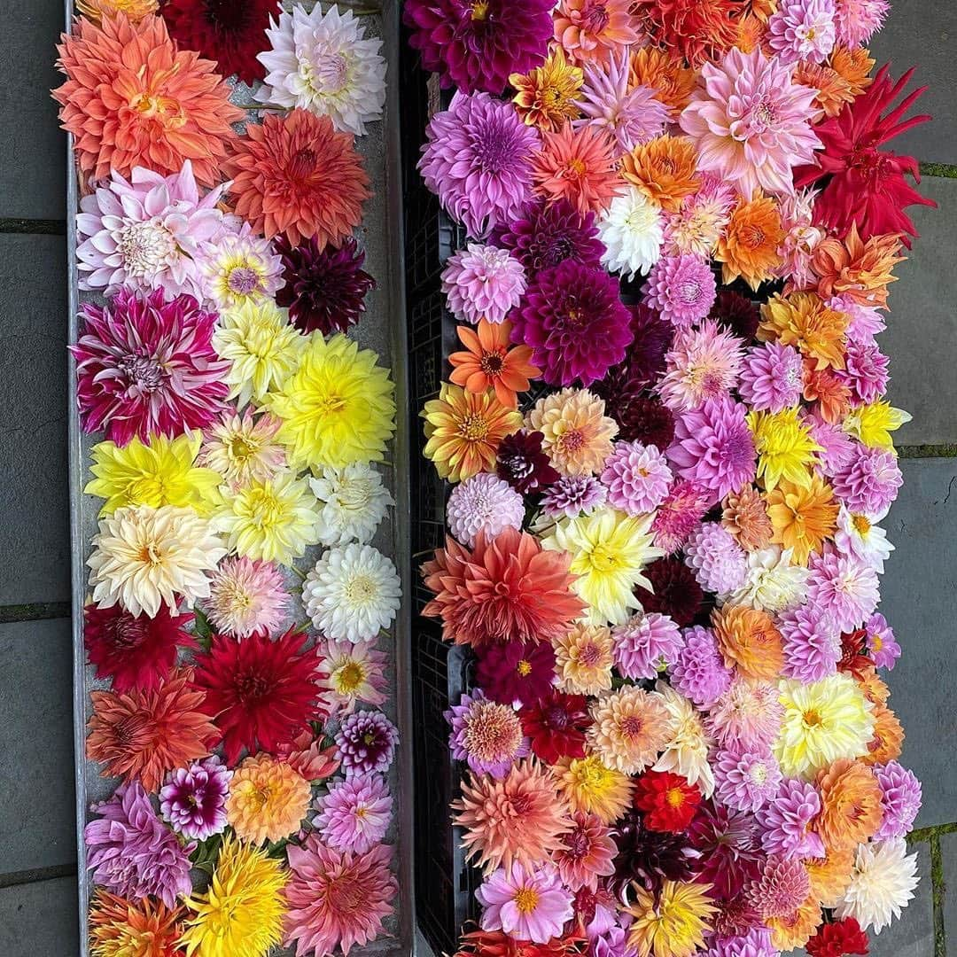 マーサ・スチュワートさんのインスタグラム写真 - (マーサ・スチュワートInstagram)「It’s an explosion of color at @marthastewart48’s Bedford gardens as dahlia season comes to an end. "Last dahlias of season!!! So beautiful. Now the plants die down and the tubers are dug up and dried and stored for next year,” says Martha. #regram via @marthastewart48」10月22日 7時33分 - marthastewart